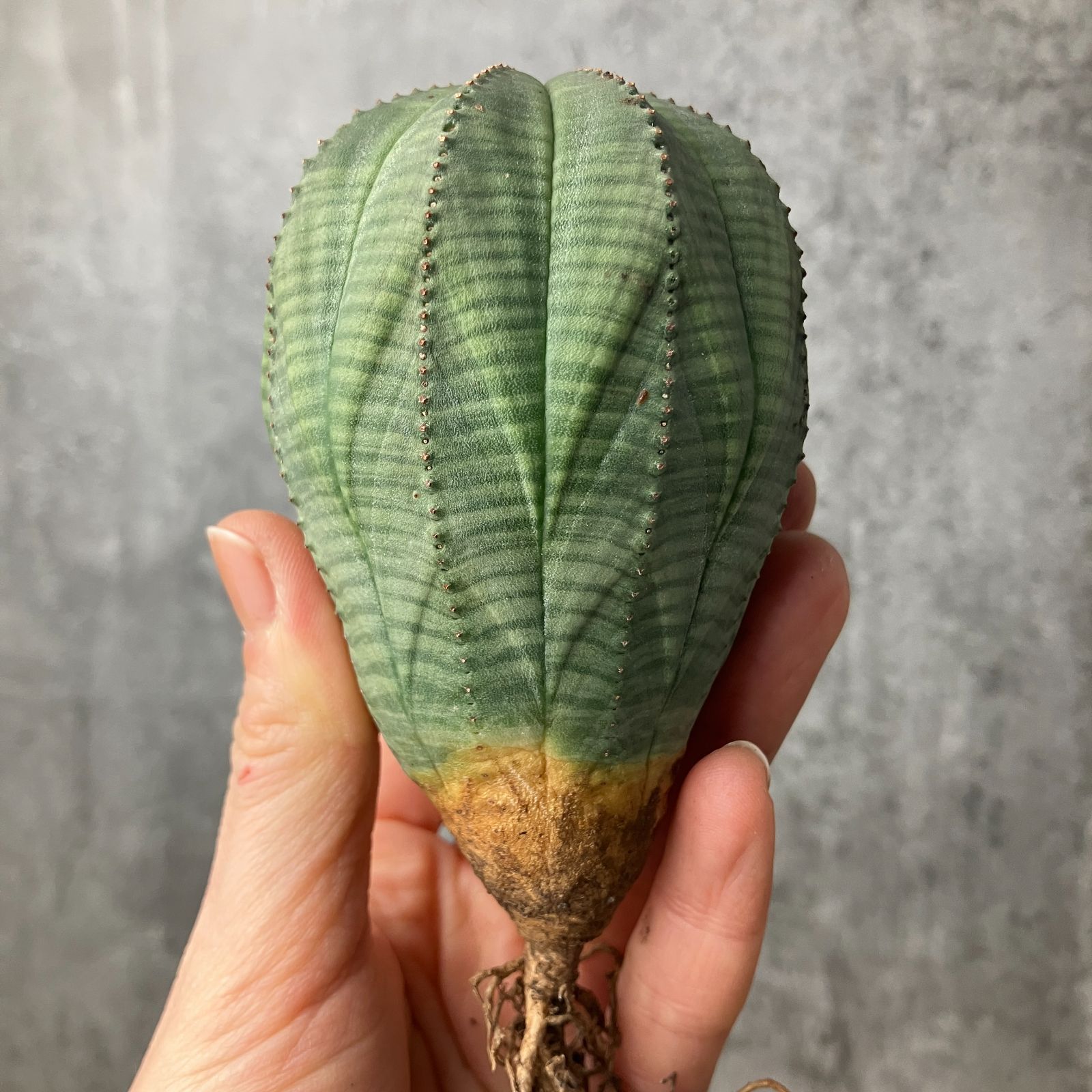 B15535☆大特価☆ 超巨大株 ユーフォルビア オベサ - メルカリ