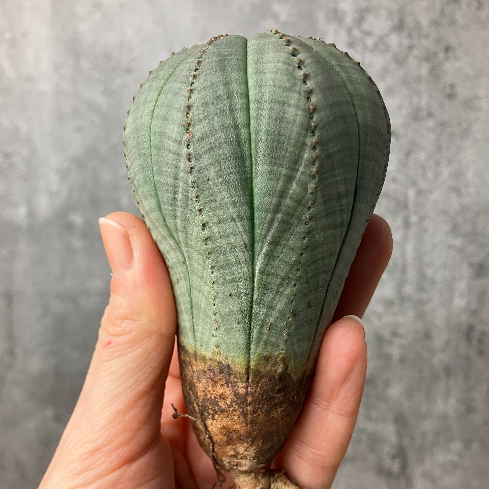 B15538☆大特価☆ 超巨大株 ユーフォルビア オベサ - メルカリ