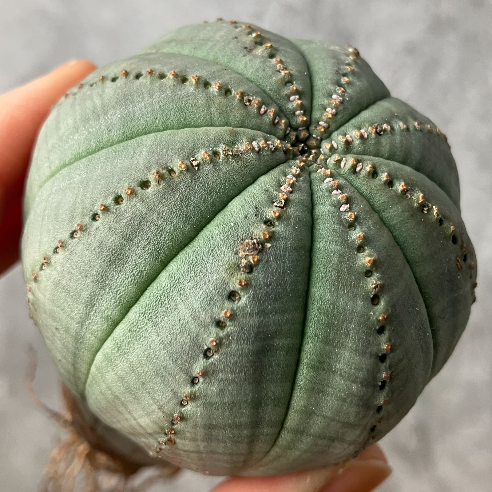 B15538☆大特価☆ 超巨大株 ユーフォルビア オベサ - メルカリ