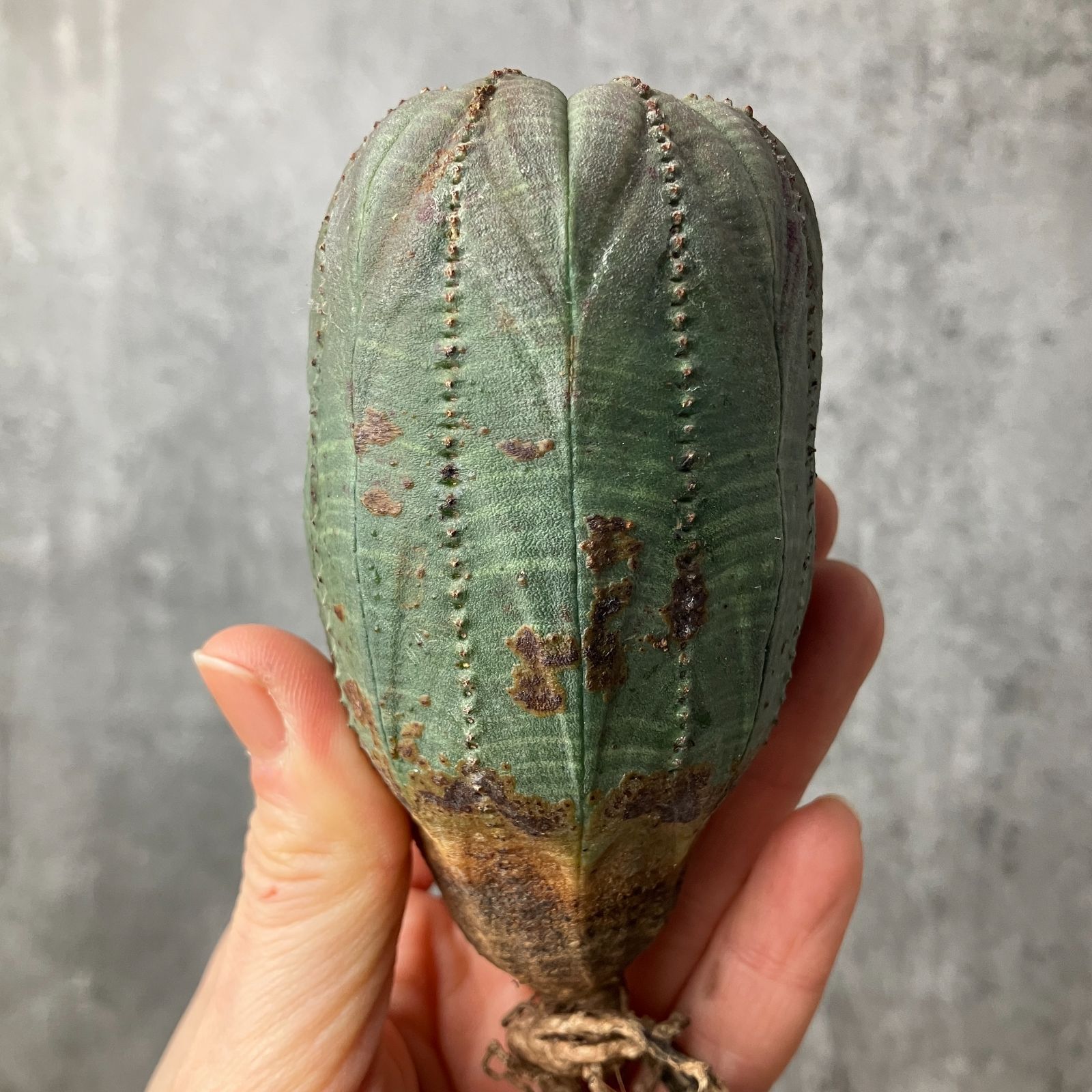 B15539☆大特価☆ 超巨大株 ユーフォルビア オベサ - メルカリ