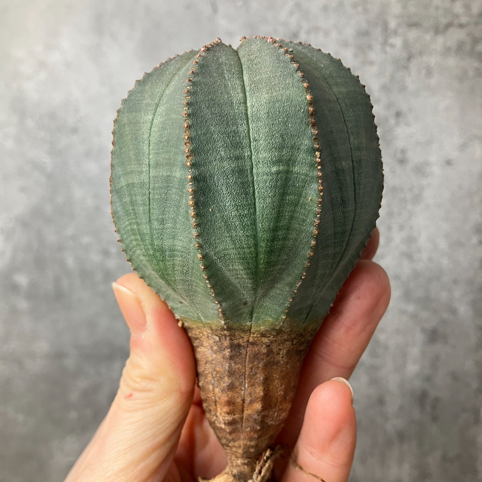 や*わ様 B15565★オークション販売★ユーフォルビア オベサ 選抜極上モンス や*わ様 B15565☆オークション販売☆ユーフォルビア オベサ 選抜極上