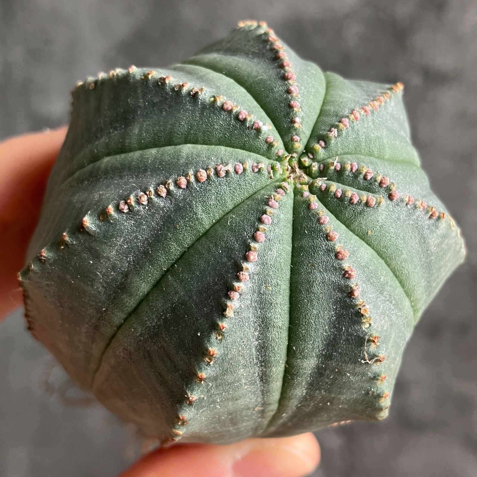 B15428☆大特価☆ 超巨大株 ユーフォルビア オベサ - メルカリ