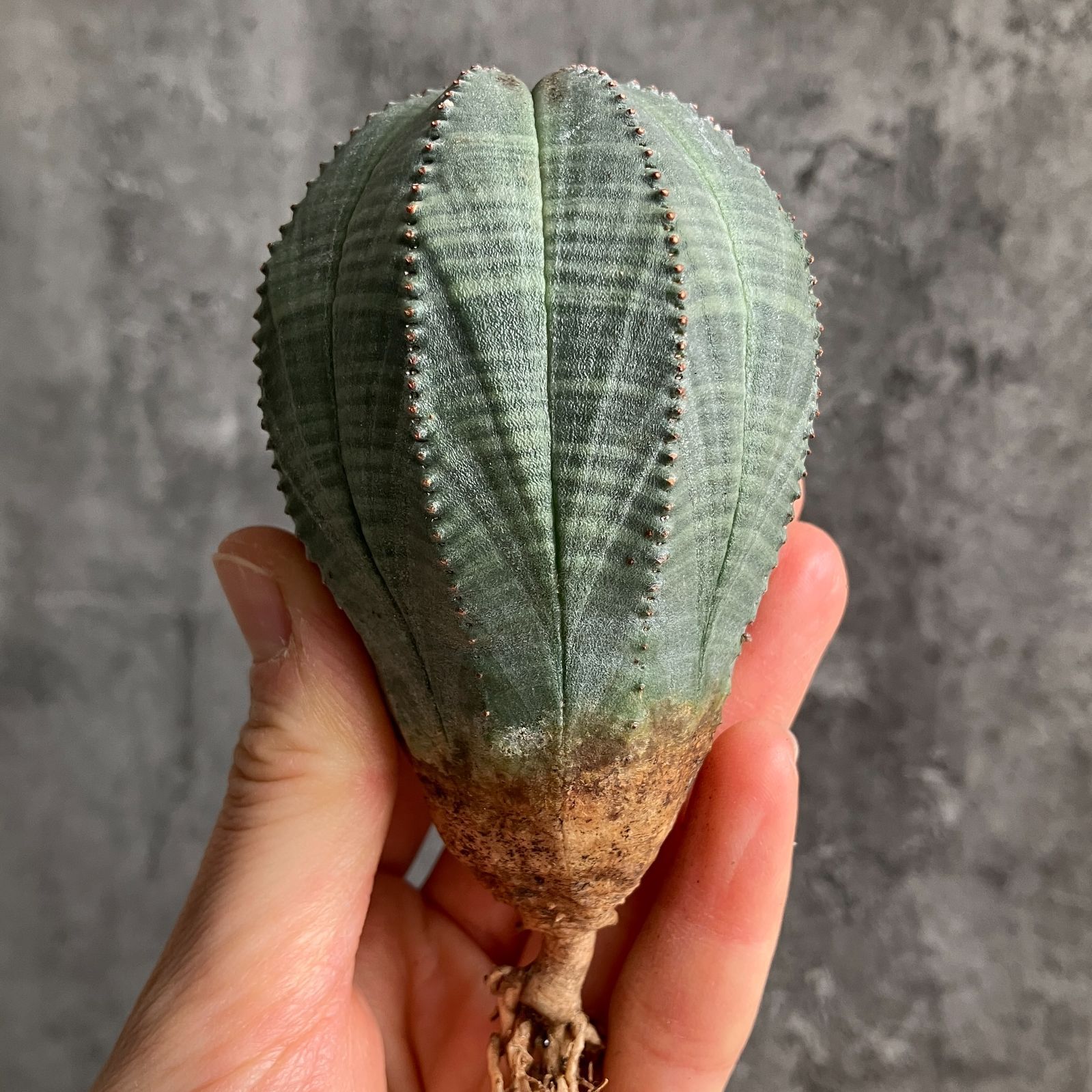 B15431☆大特価☆ 超巨大株 ユーフォルビア オベサ - メルカリ