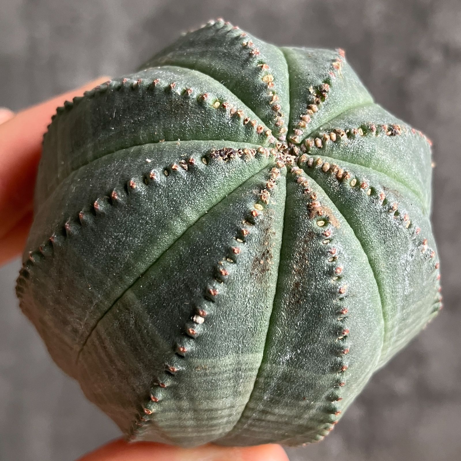 B15431☆大特価☆ 超巨大株 ユーフォルビア オベサ - メルカリ