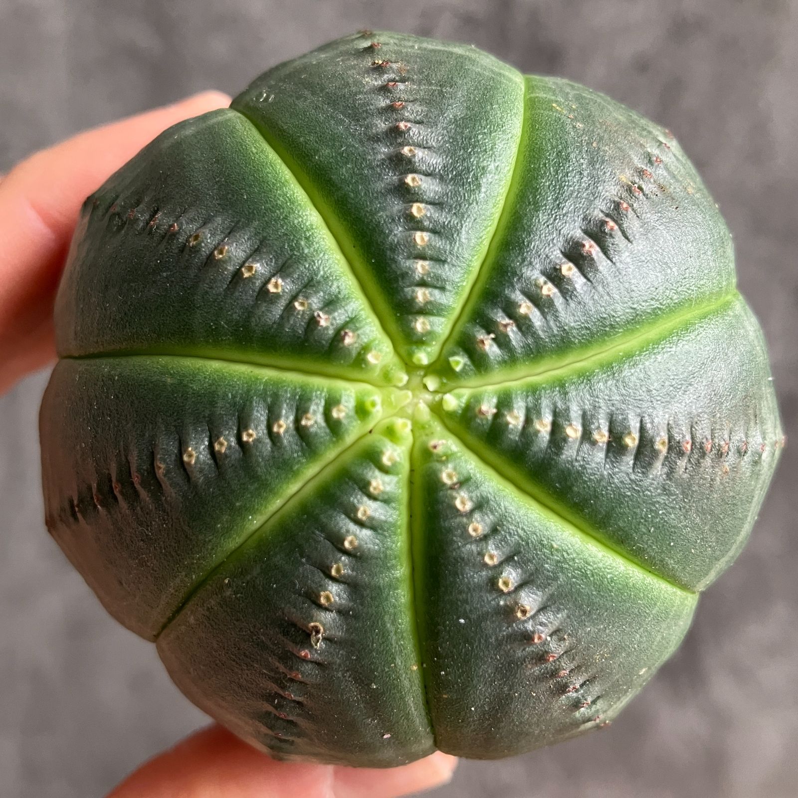 B15435☆大特価☆ 超巨大株 ユーフォルビア オベサ - メルカリ