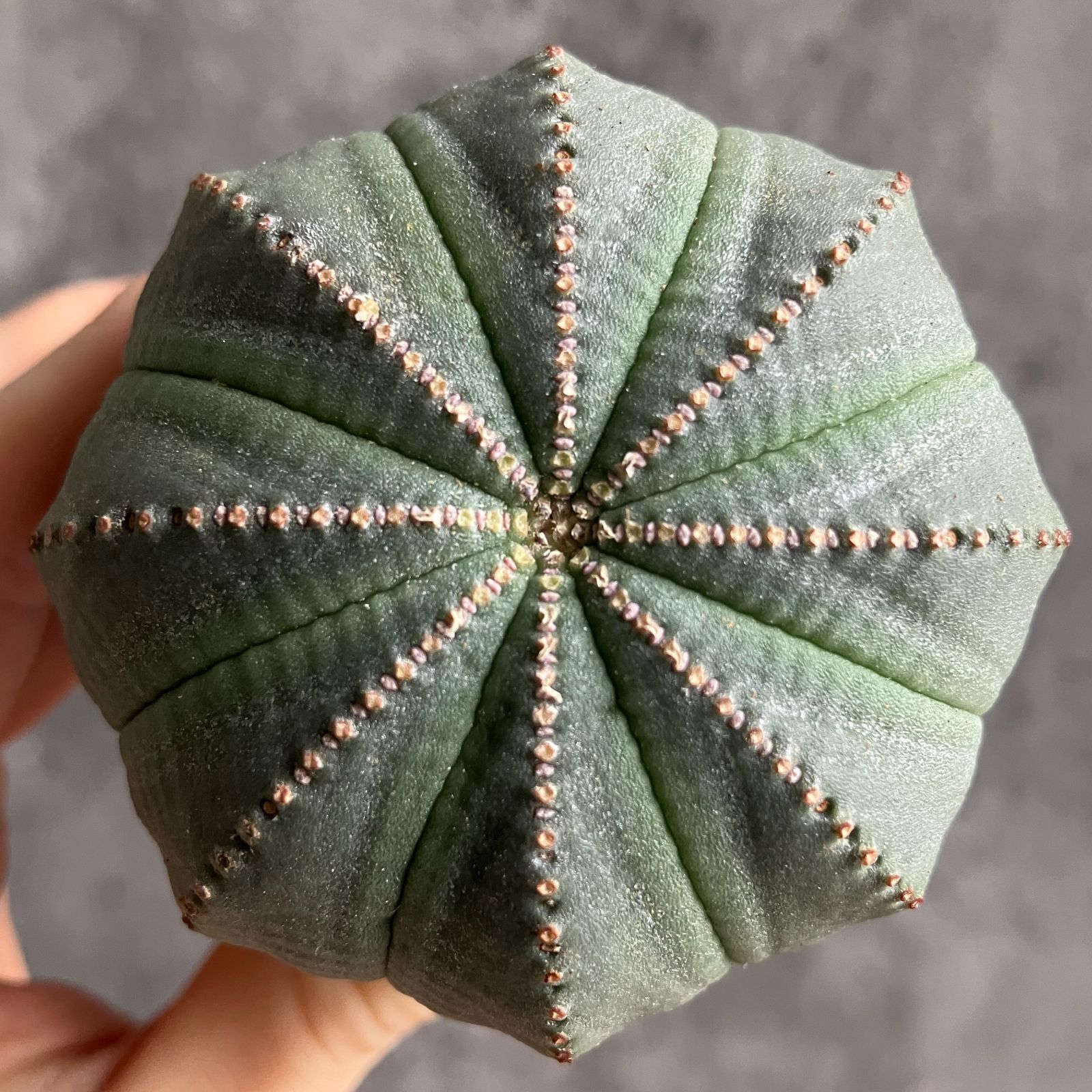 B15436☆大特価☆ 超巨大株 ユーフォルビア オベサ - メルカリ