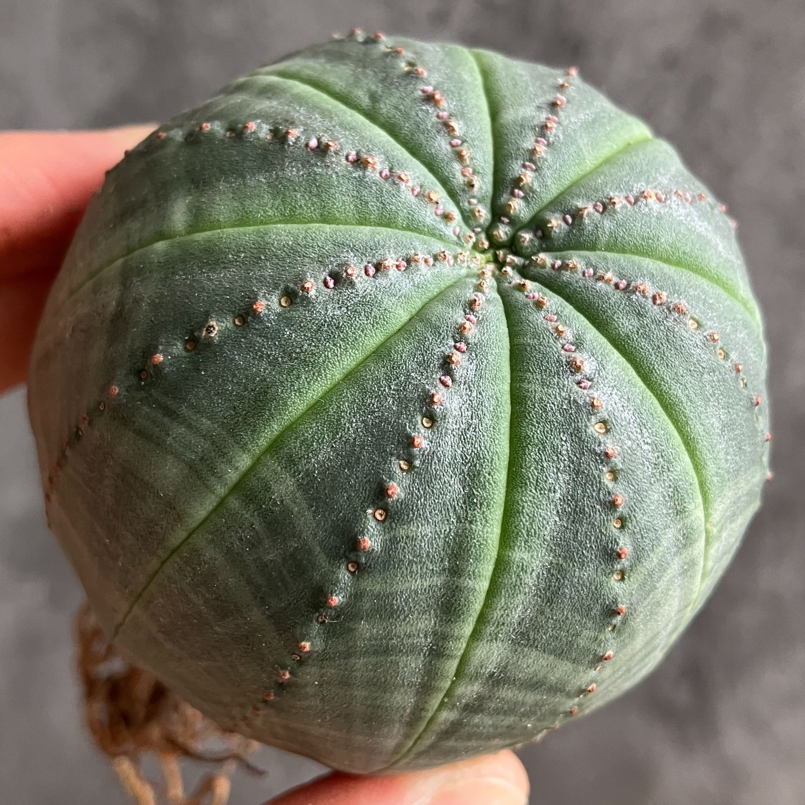 B15444☆大特価☆ 超巨大株 ユーフォルビア オベサ - メルカリ