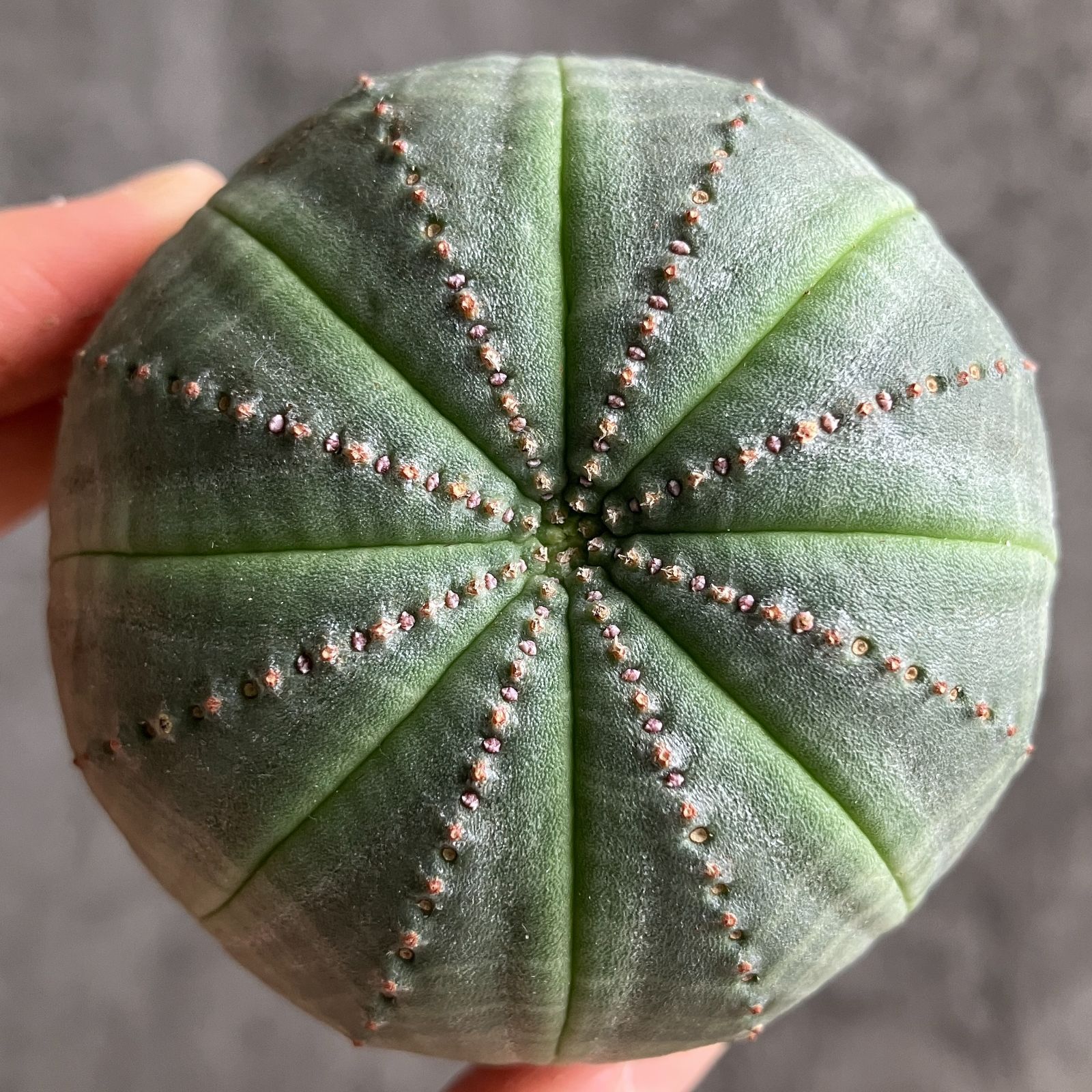 B15444☆大特価☆ 超巨大株 ユーフォルビア オベサ - メルカリ