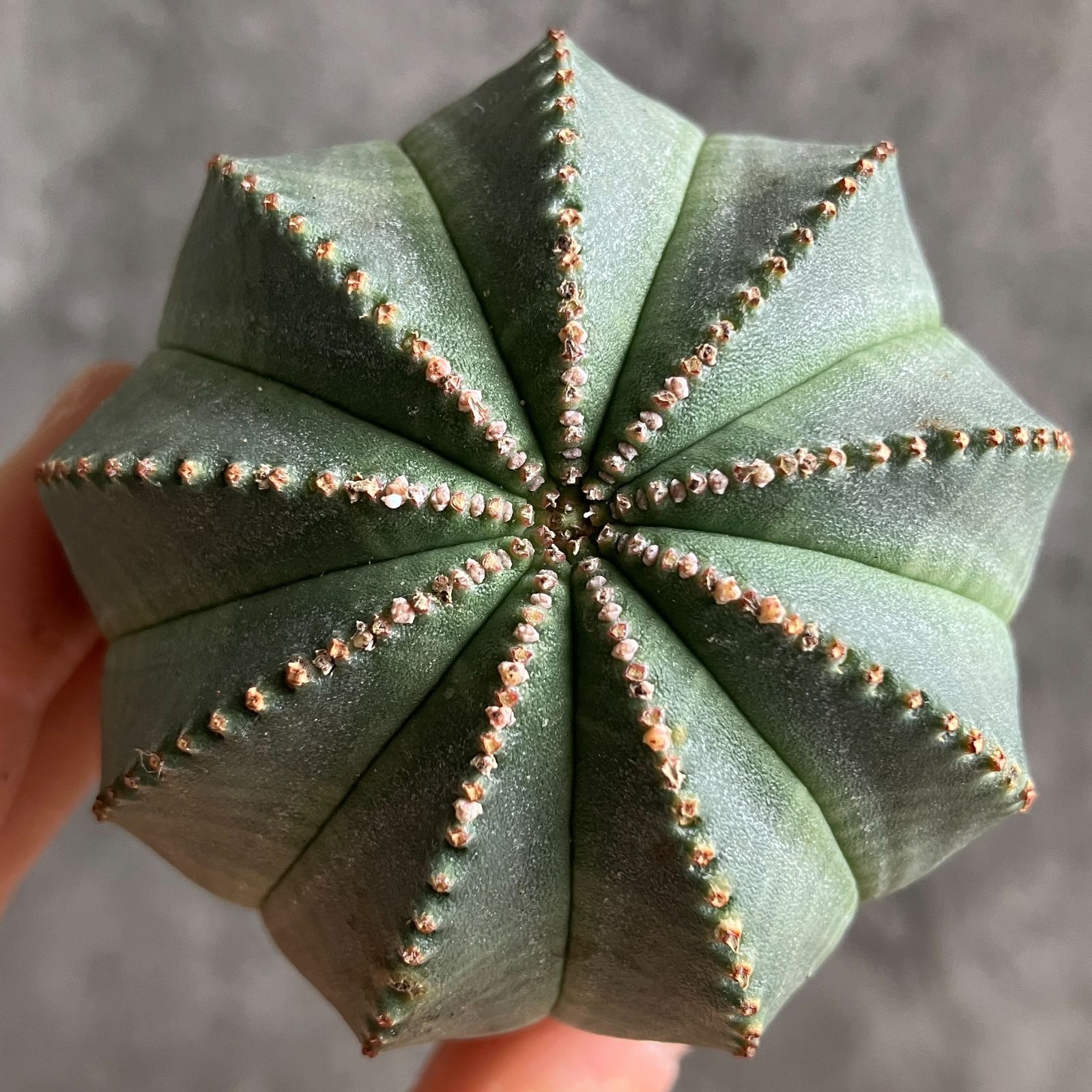 B15445☆大特価☆ 超巨大株 ユーフォルビア オベサ - メルカリ