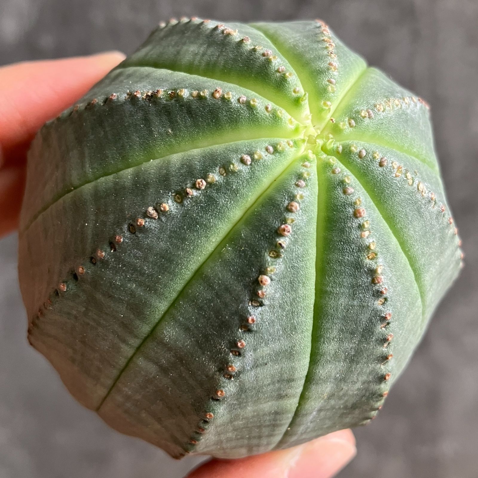 や*わ様 B15565★オークション販売★ユーフォルビア オベサ 選抜極上モンス 2025年最新】Yahoo!オークション -ユーフォルビア オベサ(観葉植物)の