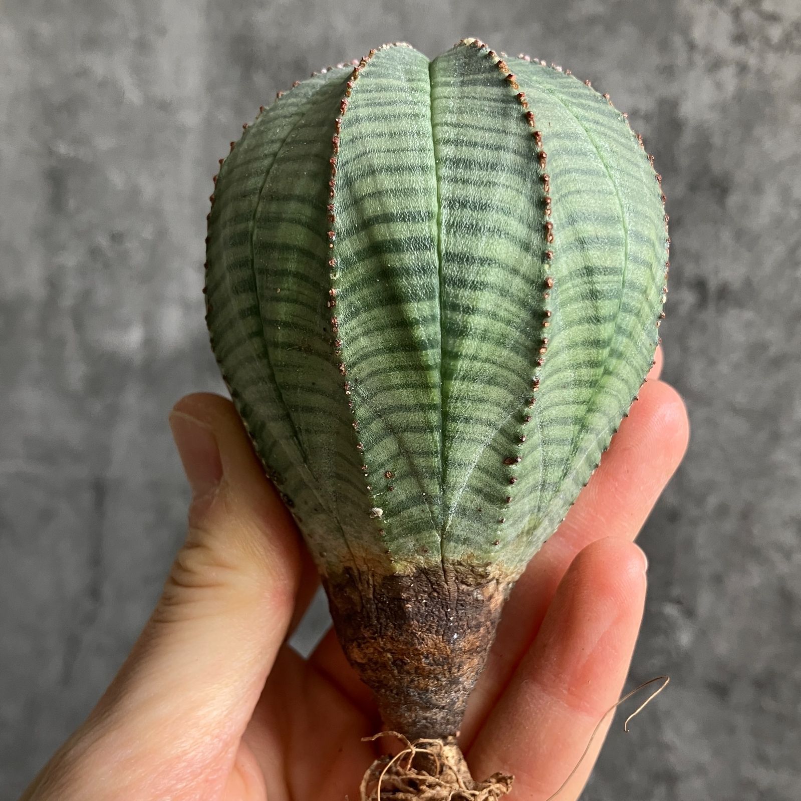 B15454☆大特価☆ 超巨大株 ユーフォルビア オベサ - メルカリ