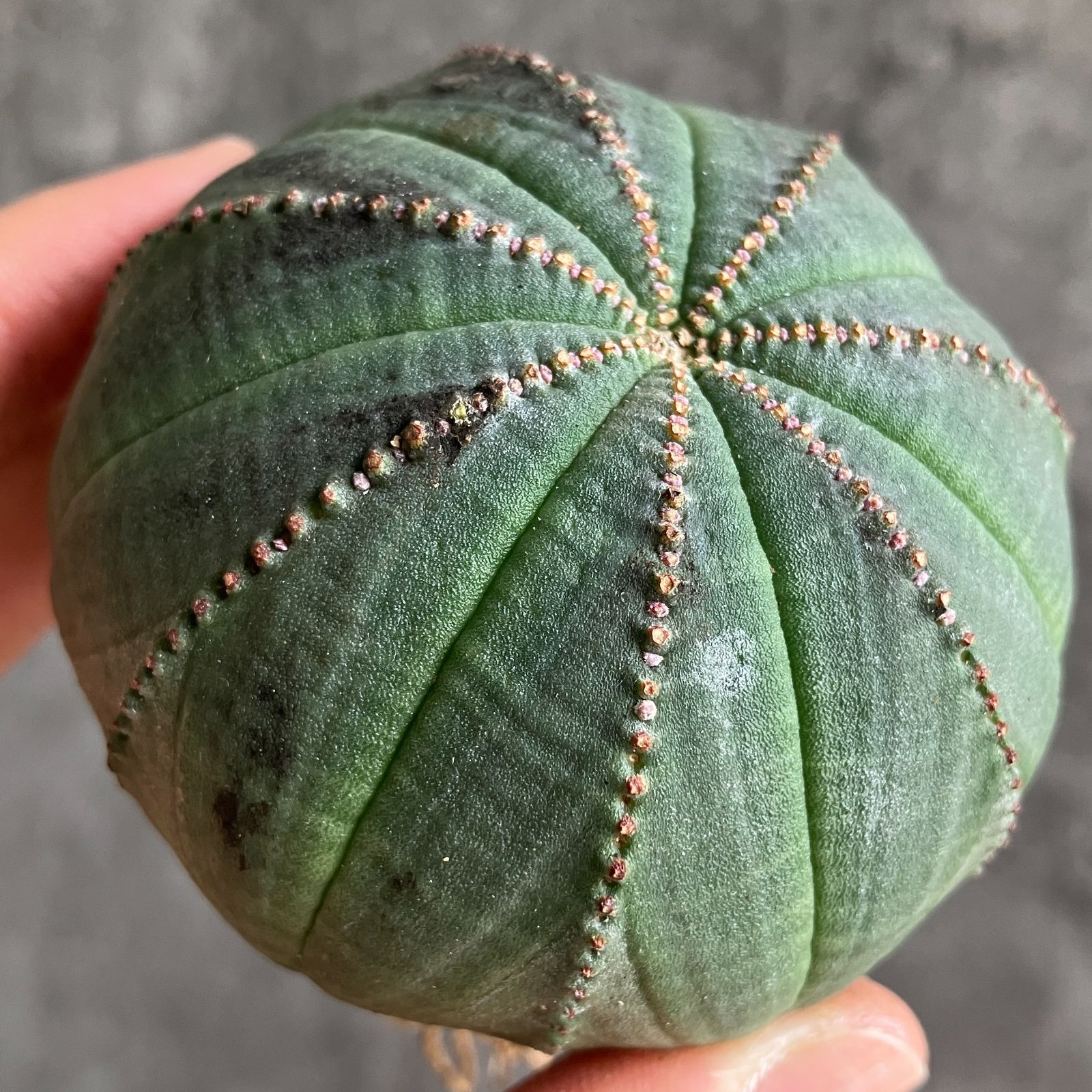 B15467☆大特価☆ 超巨大株 ユーフォルビア オベサ - メルカリ