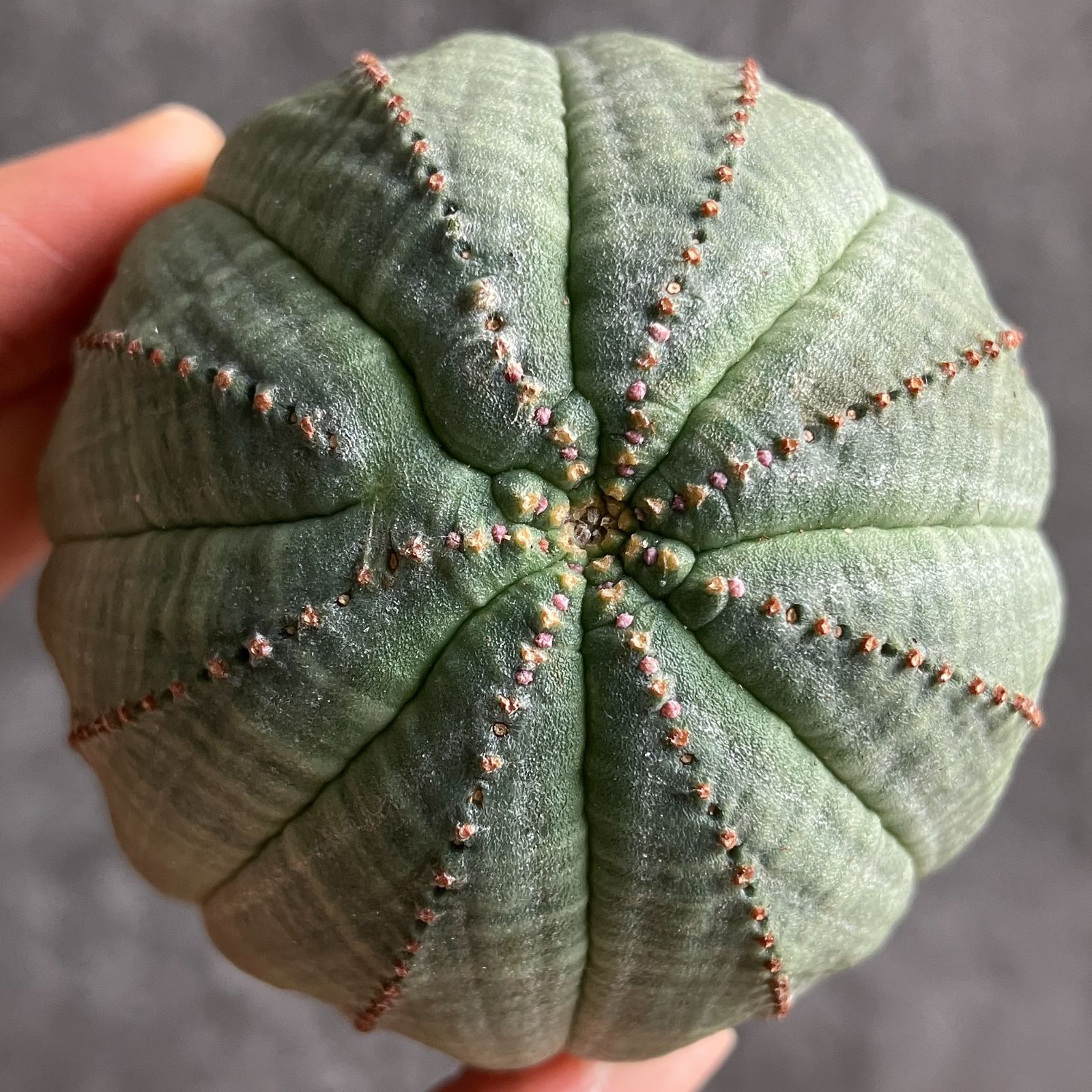 B15469☆大特価☆ 超巨大株 ユーフォルビア オベサ