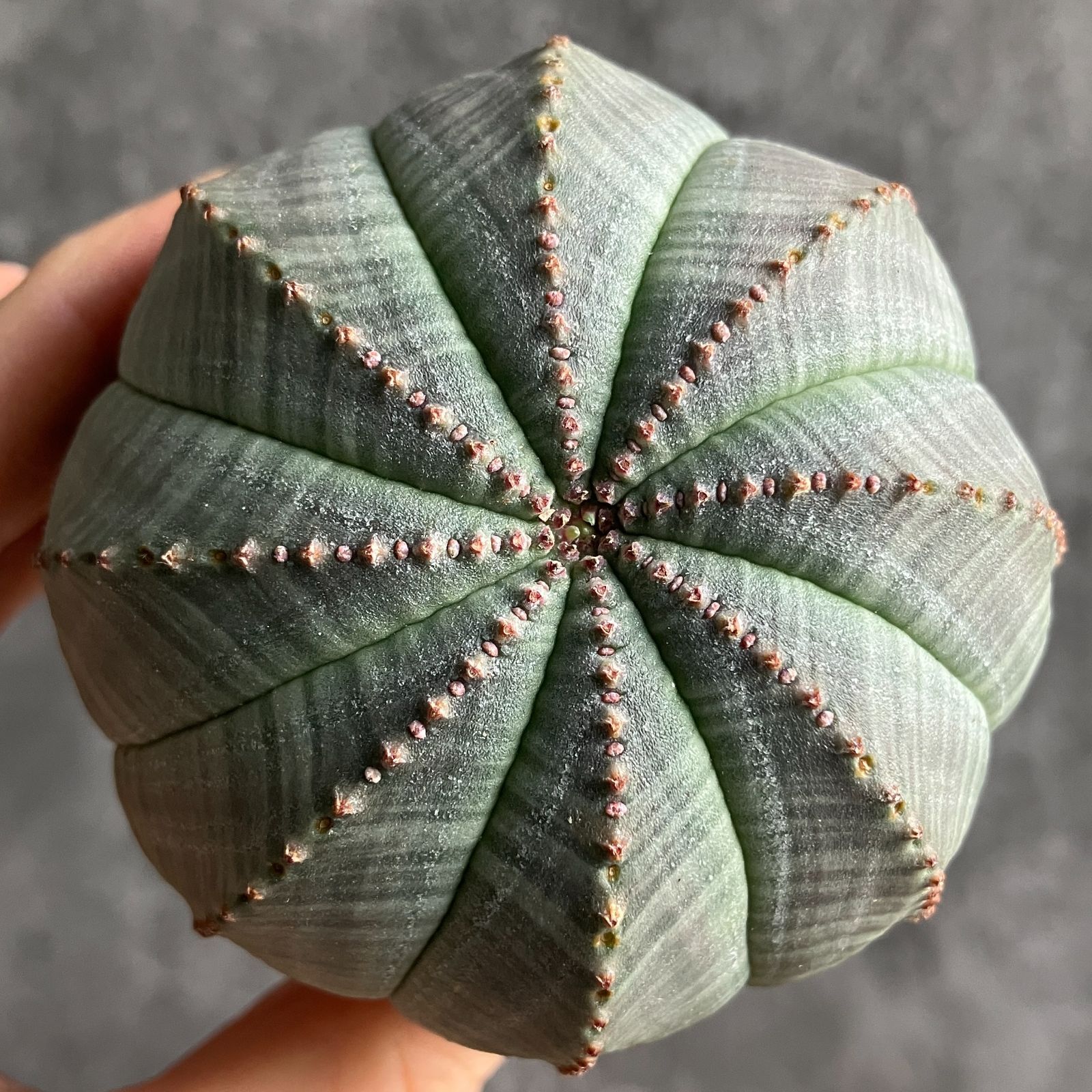 B15472☆大特価☆ 超巨大株 ユーフォルビア オベサ - メルカリ