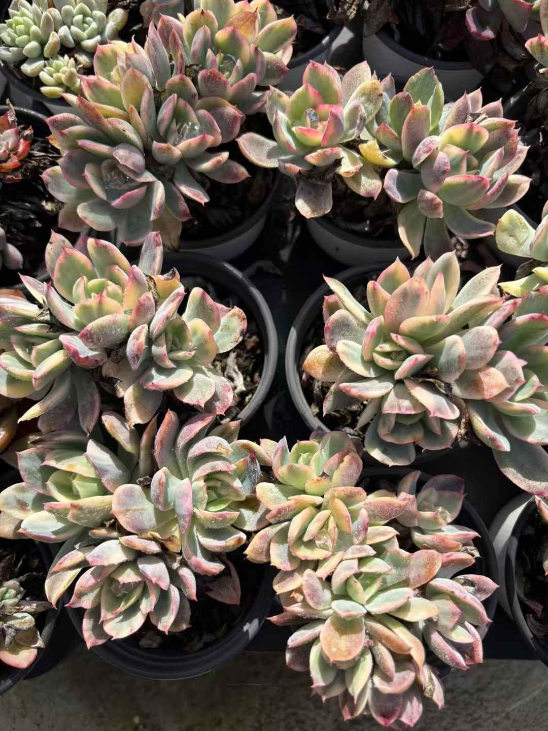 新入荷 キラニシキ XJB673×24苗 抜き苗 多肉植物 詰め合わせ