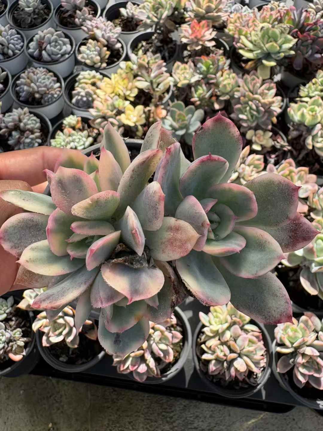 新入荷 キラニシキ XJB 苗 抜き苗 多肉植物 詰め合わせ アエオニウム エケベリア サボテン 韓国苗