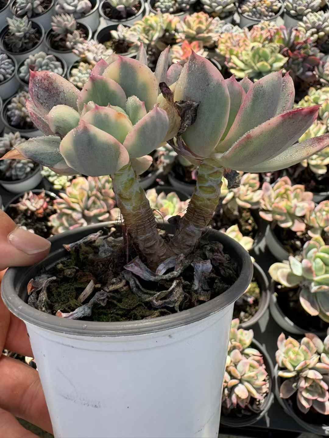 アエオニウム抜き苗セット アエオニウム抜き苗セット