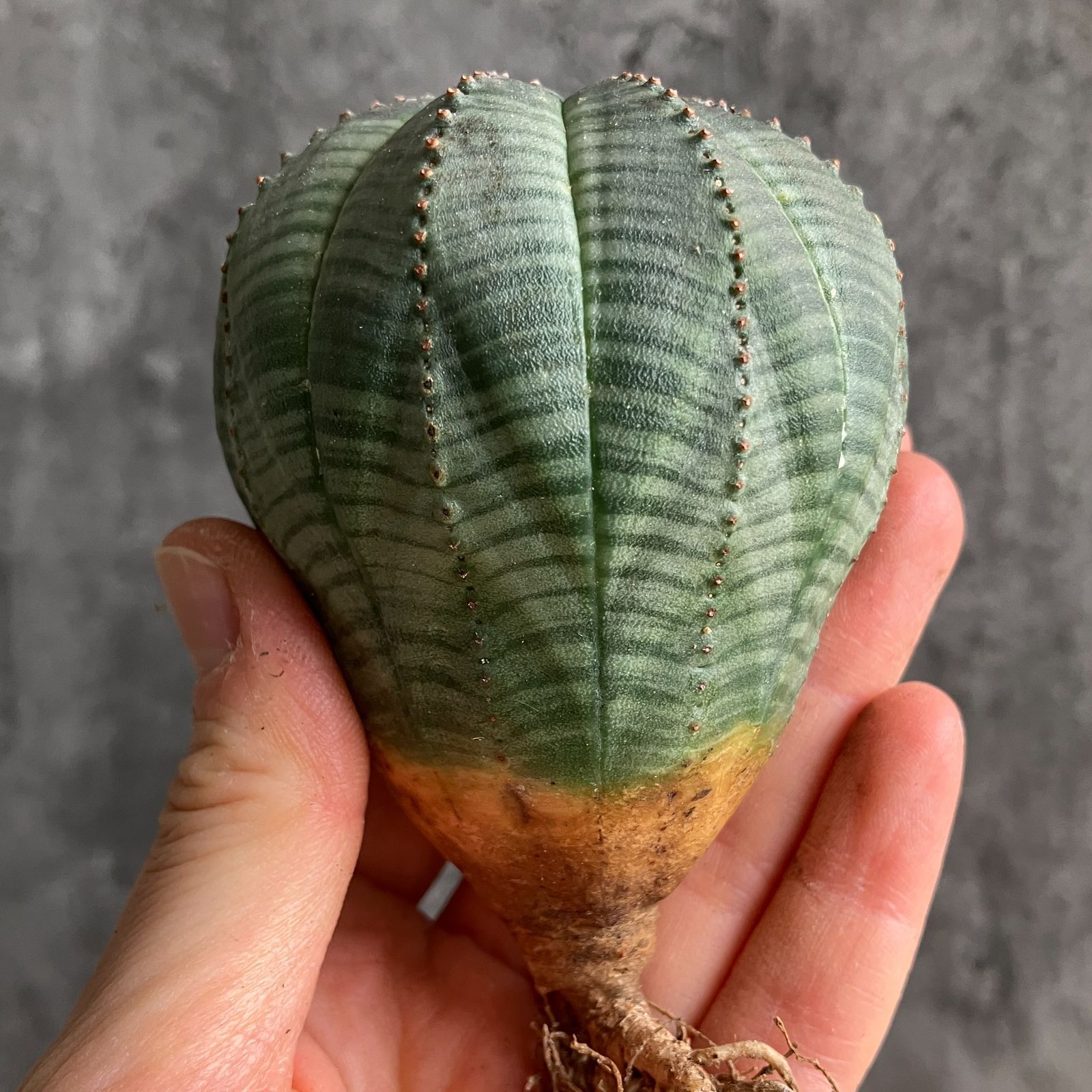 B15485☆大特価☆ 超巨大株 ユーフォルビア オベサ - メルカリ