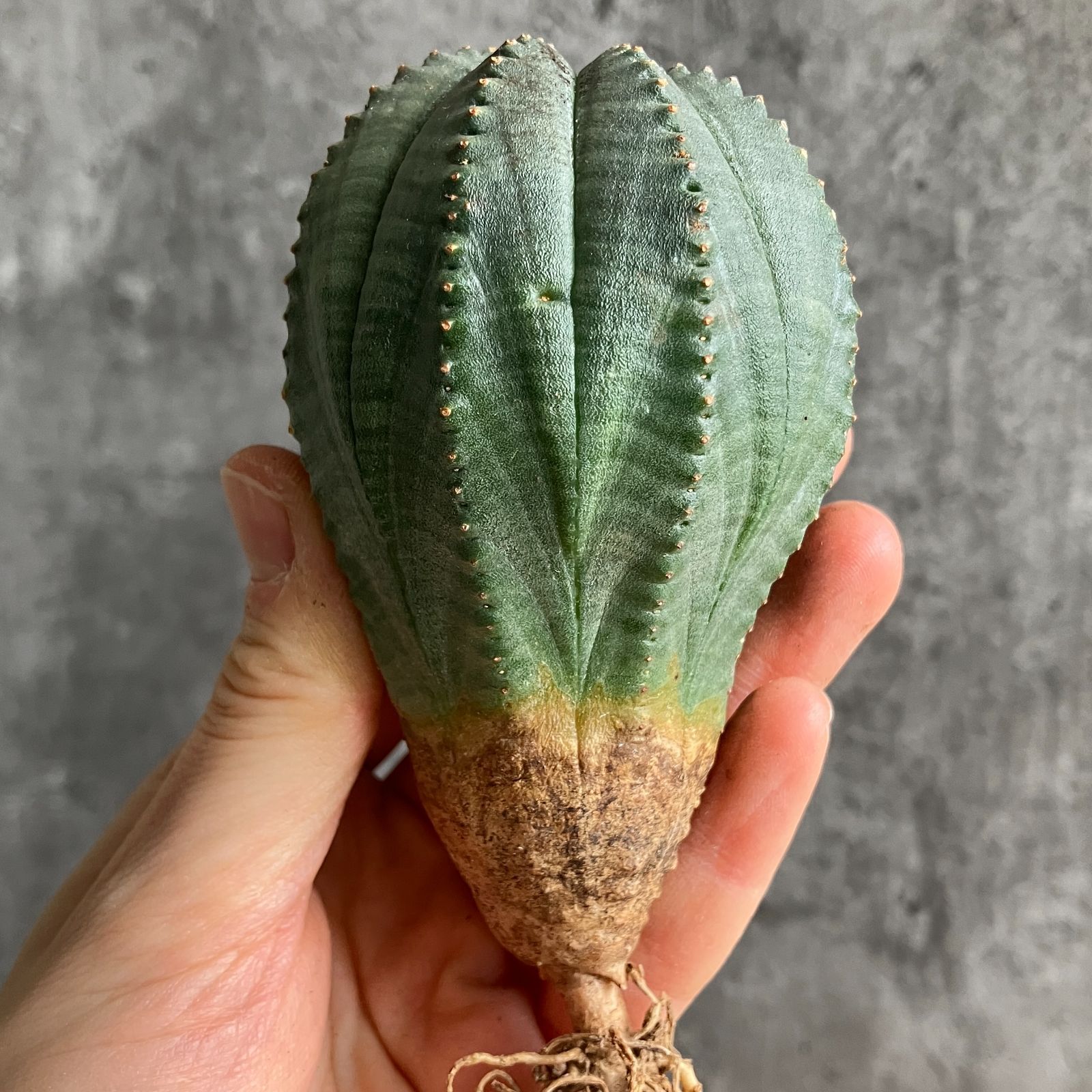 B15490☆大特価☆ 超巨大株 ユーフォルビア オベサ - メルカリ