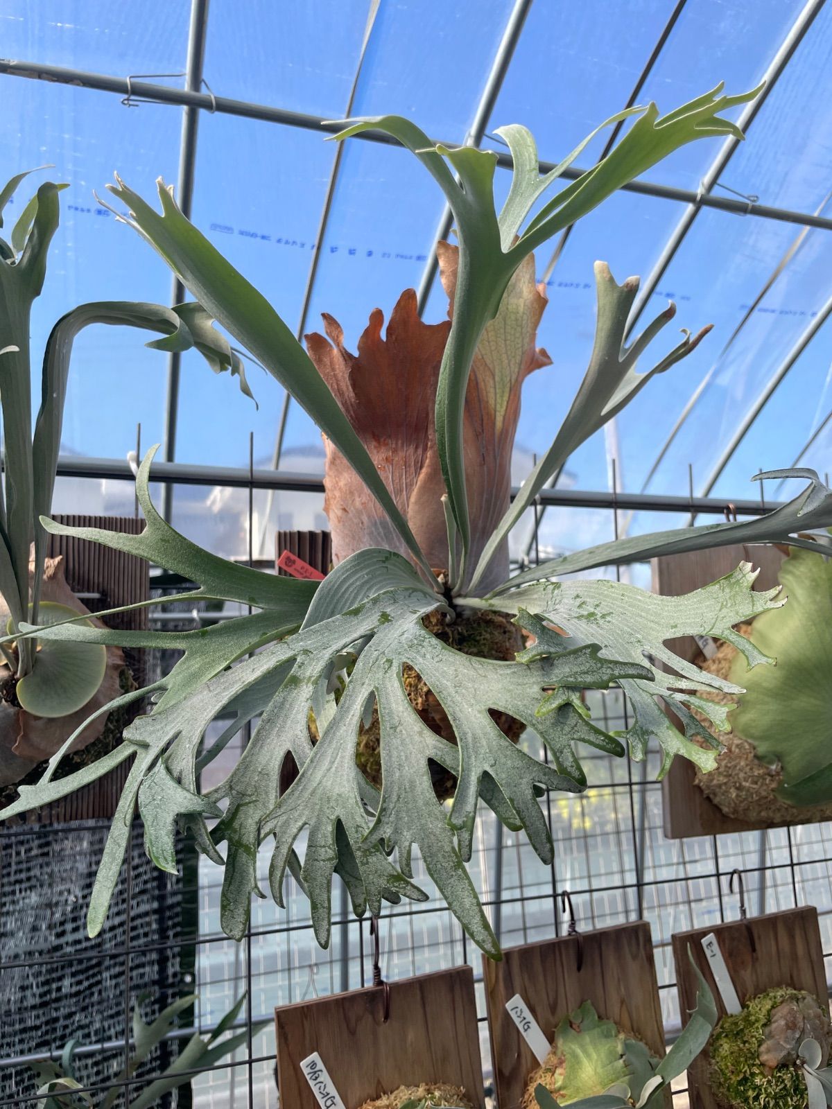 ビカクシダ E-1 - メルカリ