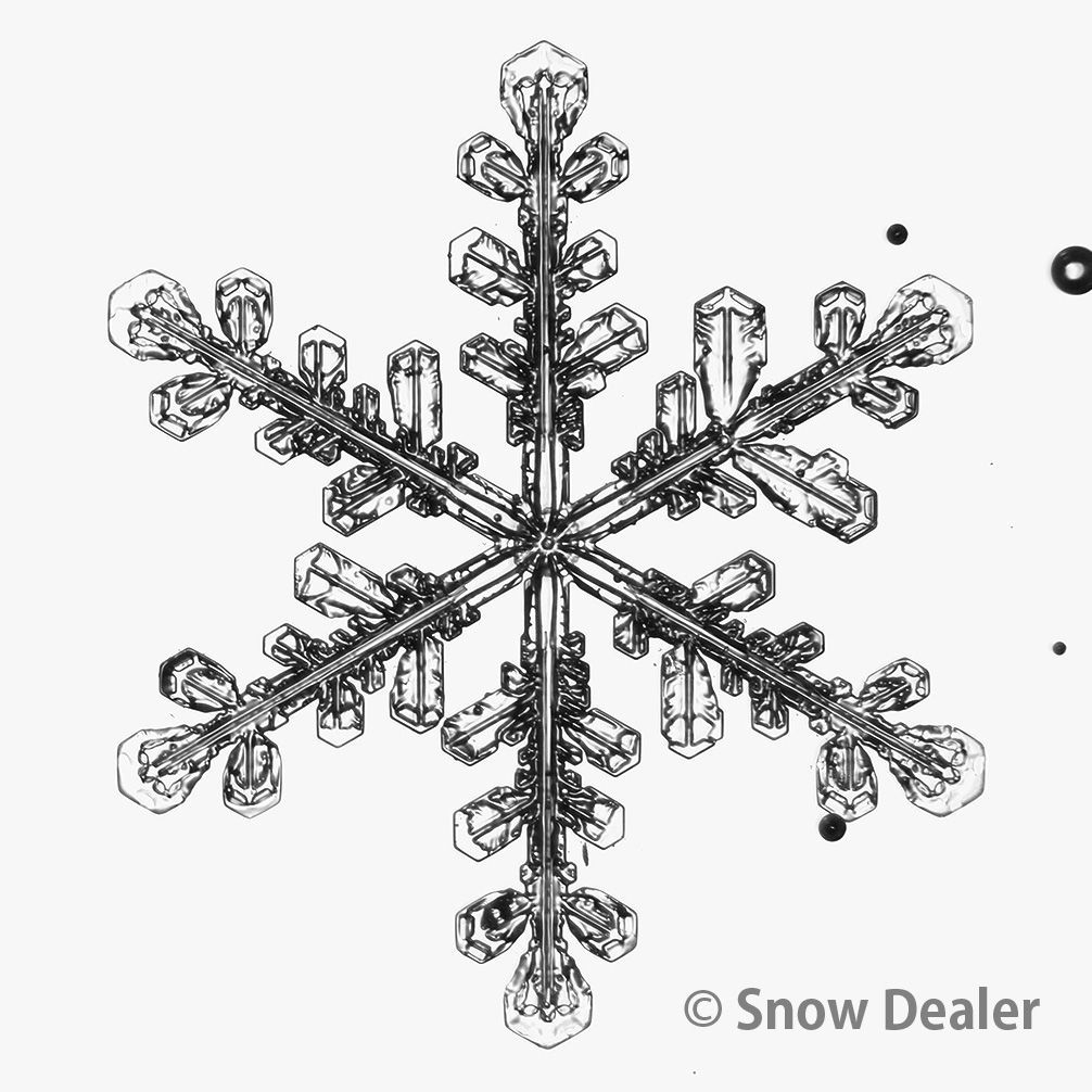 TATRAS ブルゾン サイズ3 CML アニマル LTAT22A4913-L