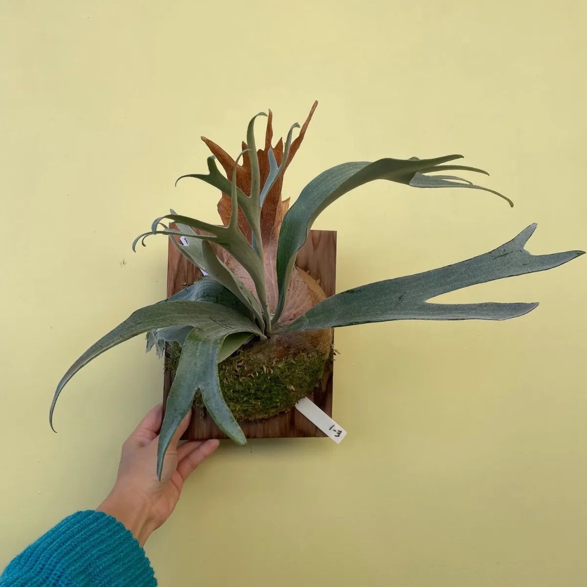 ビカクシダ E-1 - メルカリ