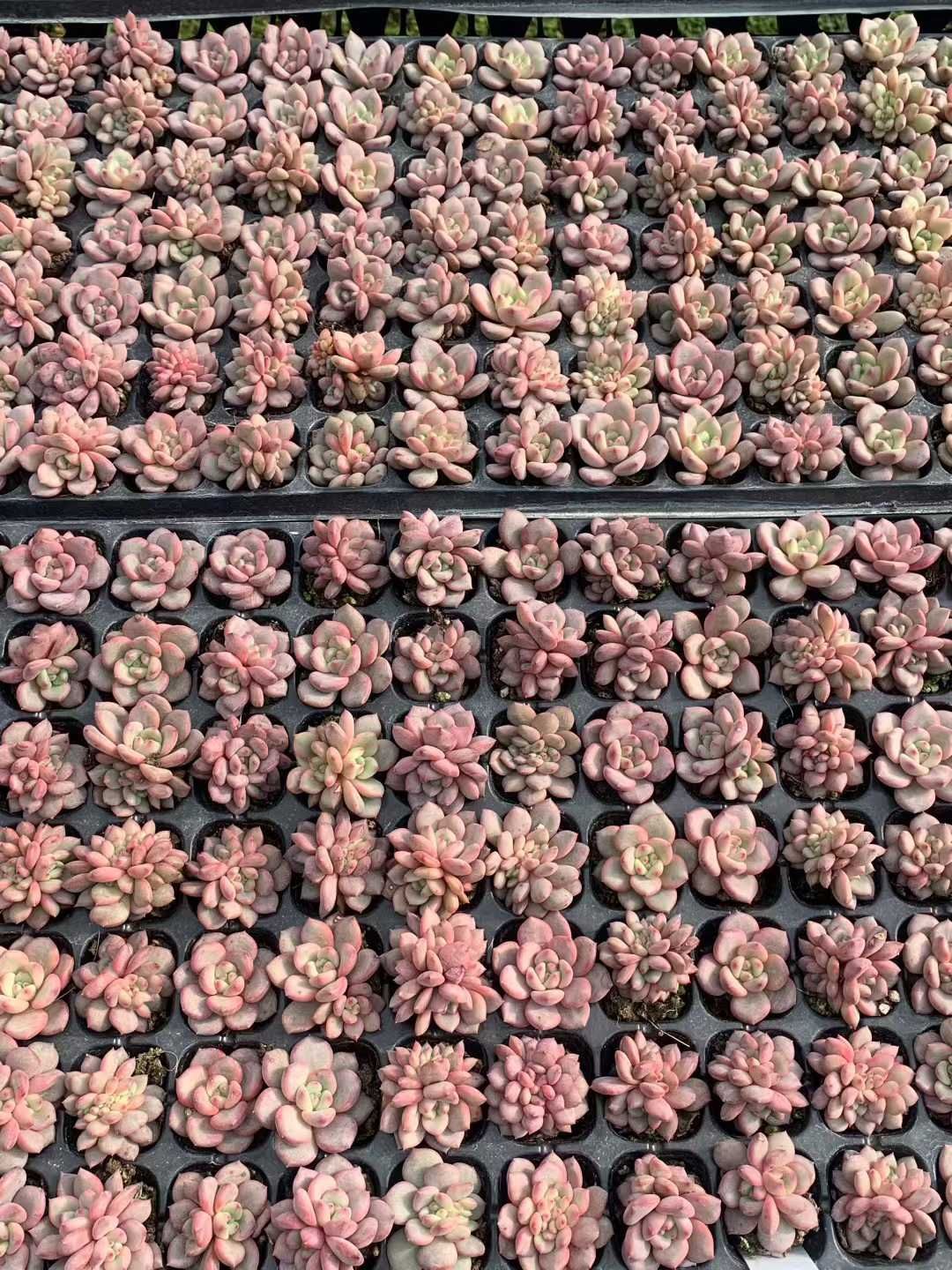 新発売 XQS159 ピンクスノー 105苗セット 土と根付き 多肉植物