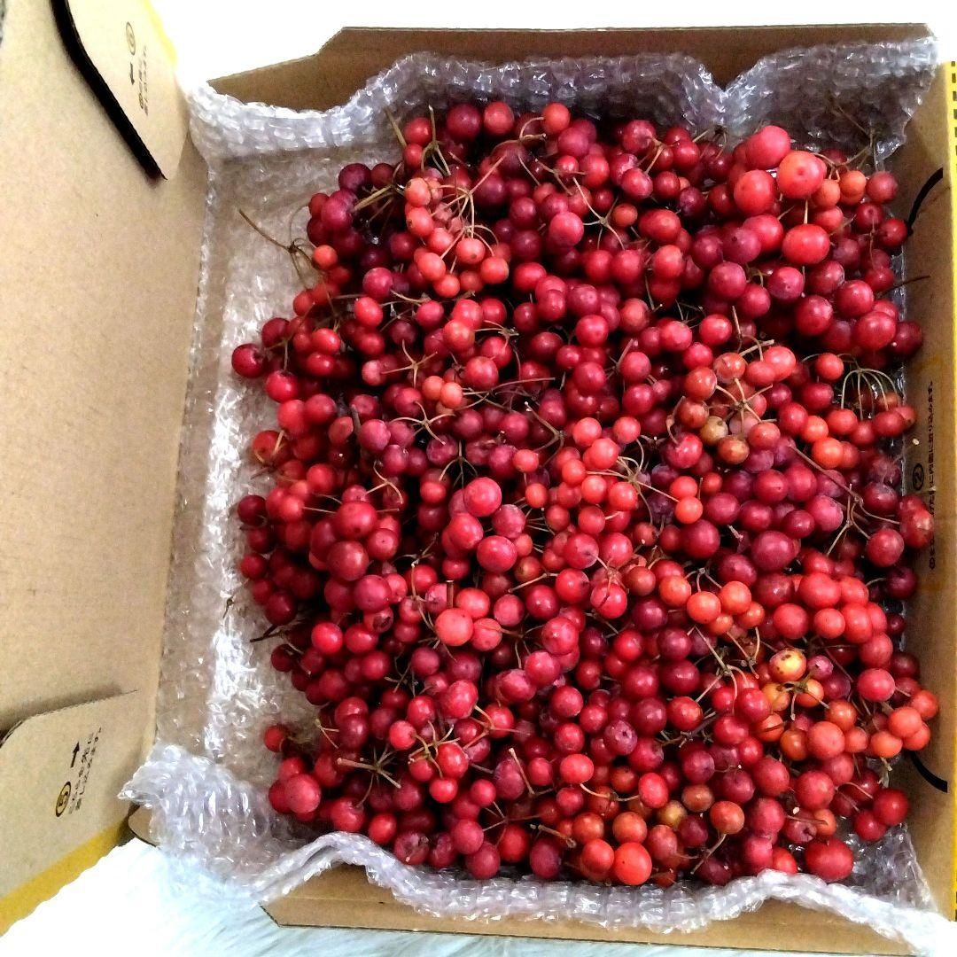 無農薬☆山帰来（サンキライ）☆宅急便コンパクト専用BOXいっぱい