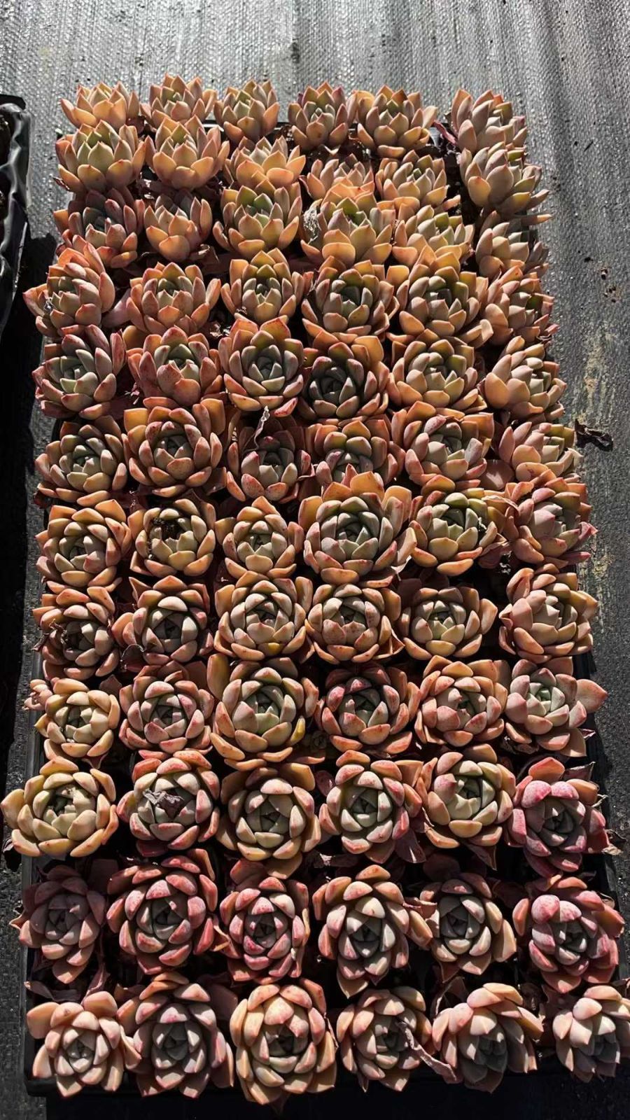 ワイヤーローラー 金属製 約15cm