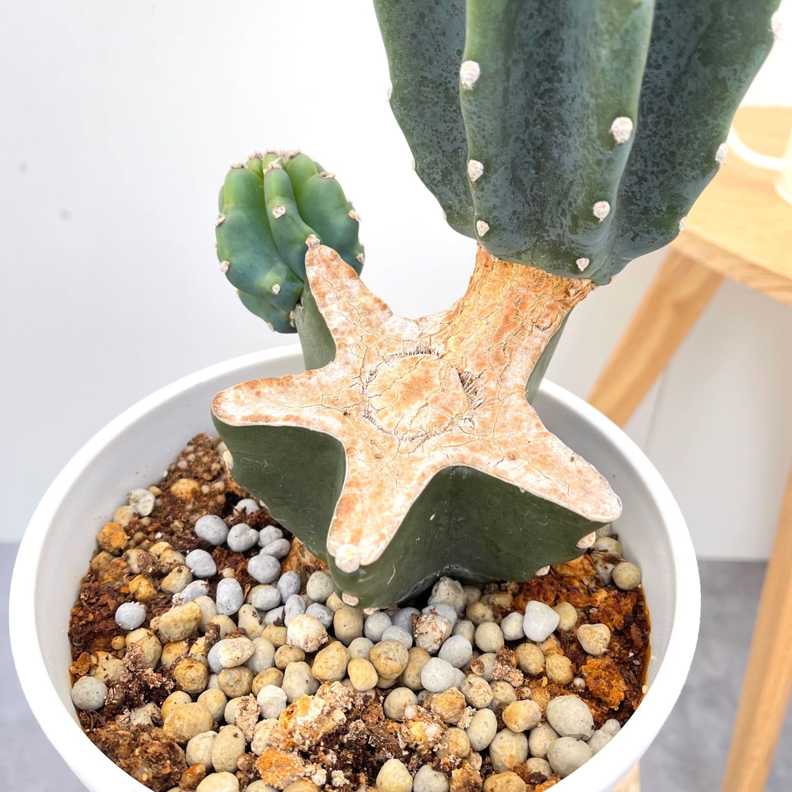 柱サボテン ブランチ 9【現品】観葉植物 室内 ドライガーデン 6号 2024