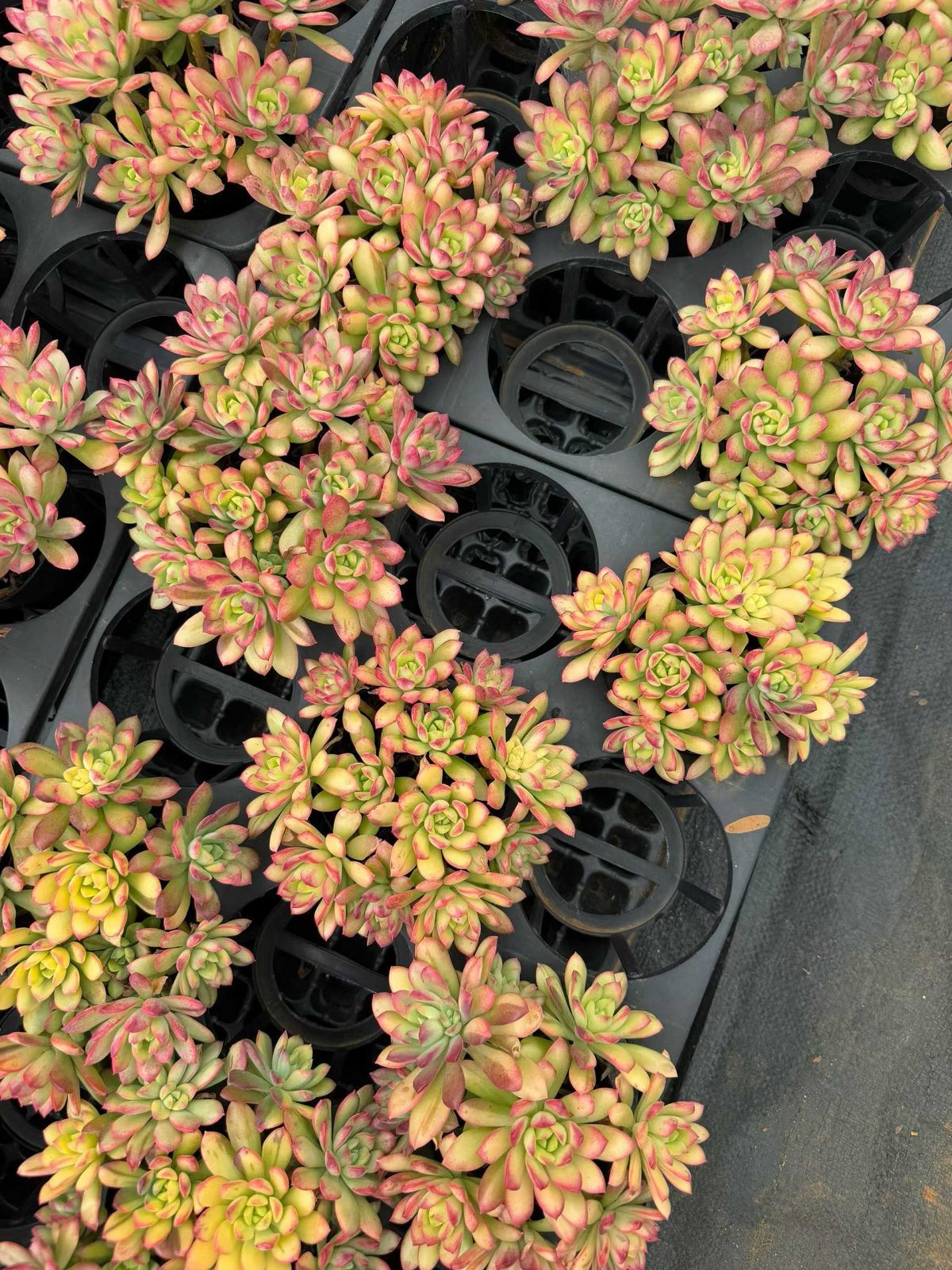 新入荷 ミニベル錦 MT725×18苗 抜き苗 多肉植物 詰め合わせ