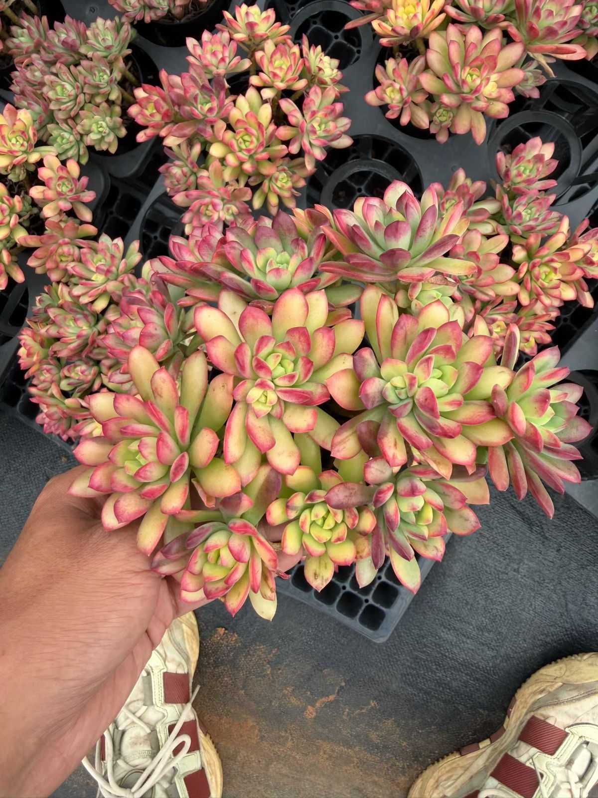 72#多肉植物アエオニウム❤️海王锦❤️1大頭11cm拨き苗 新入荷 ミニベル錦 MT725×18苗 抜き苗 多肉植物 詰め合わせ