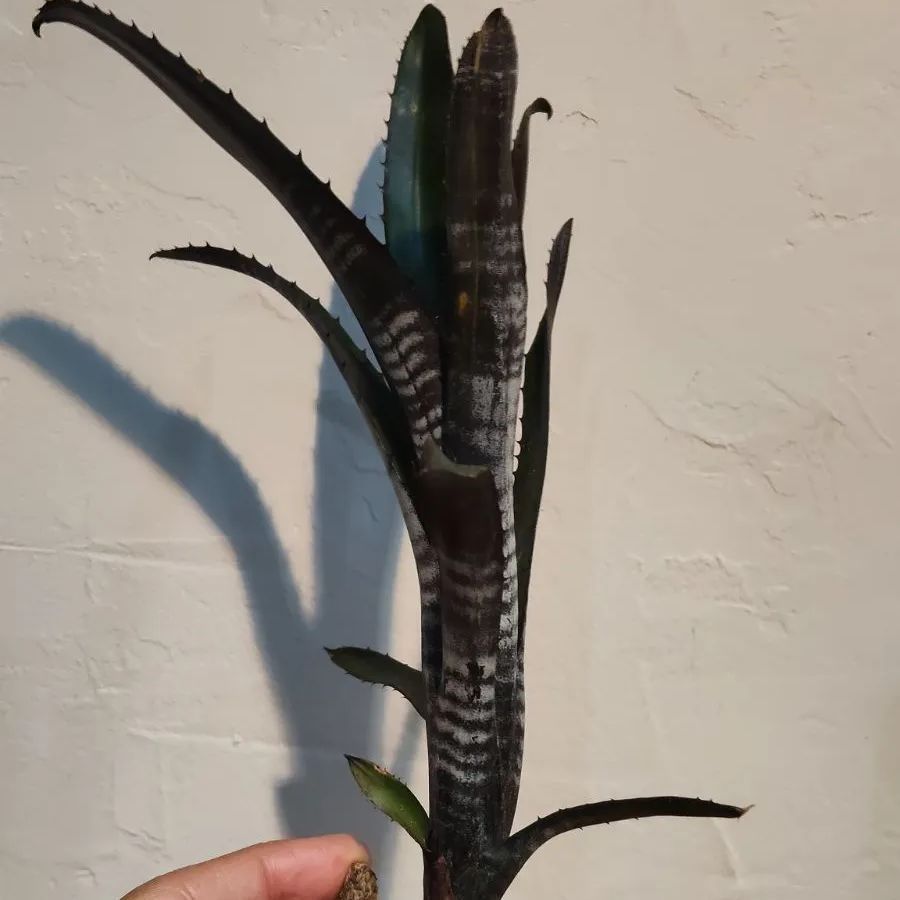 良型 ビルベルギア ダースベイダー 斑入り タンクブロメリア - メルカリ