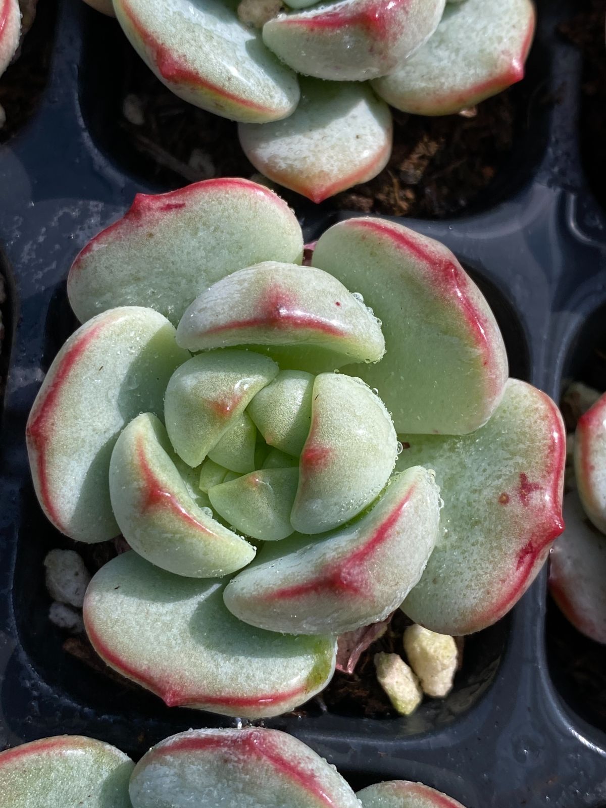 ブラックフライデー限定価格】XP4 プジィ 72苗セット 土と根付き 多肉