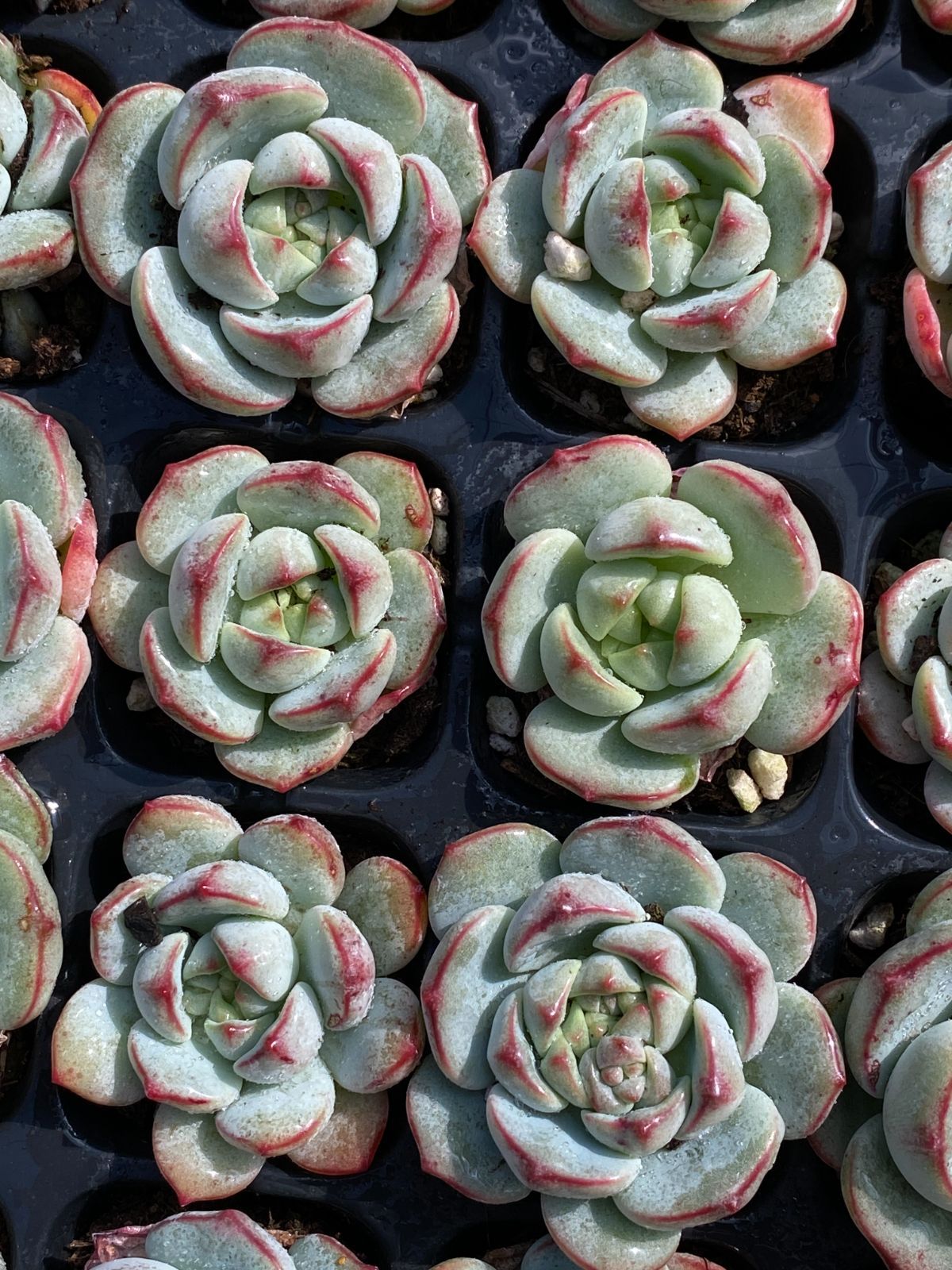 ブラックフライデー限定価格】XP4 プジィ 72苗セット 土と根付き 多肉