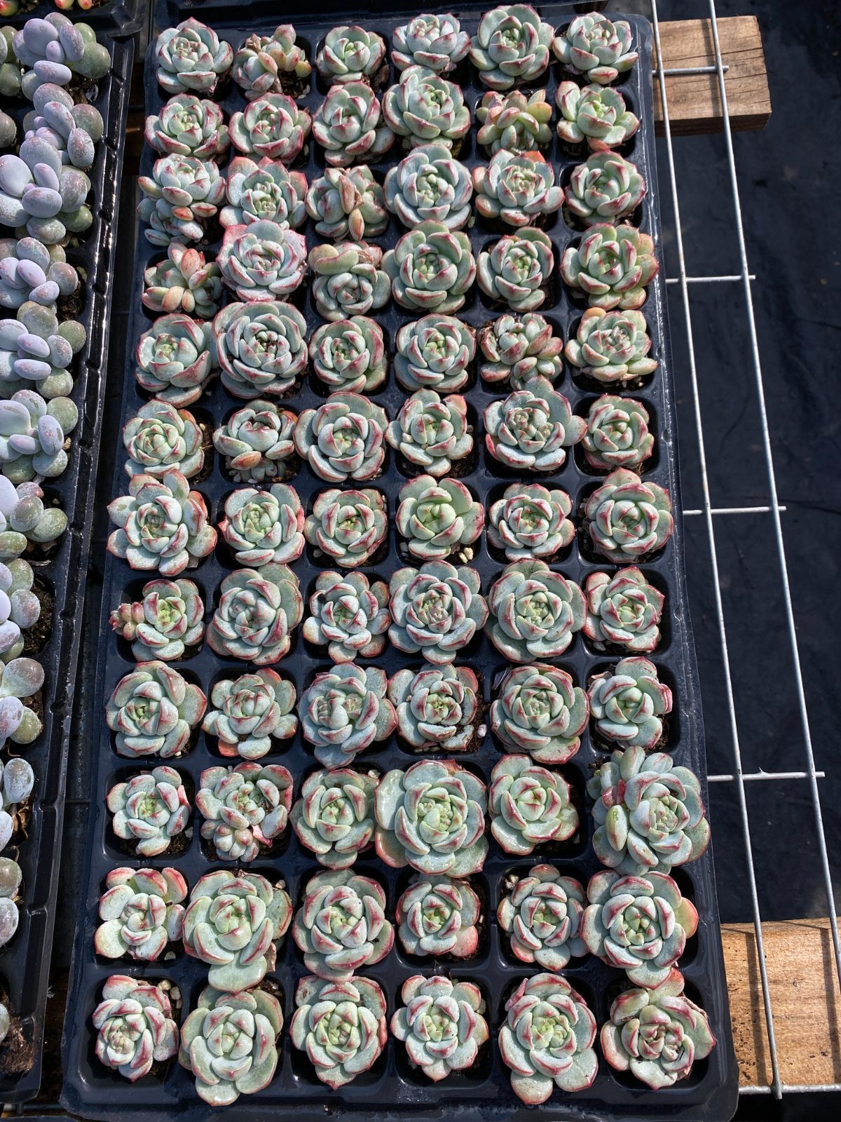 ブラックフライデー限定価格】XP4 プジィ 72苗セット 土と根付き 多肉