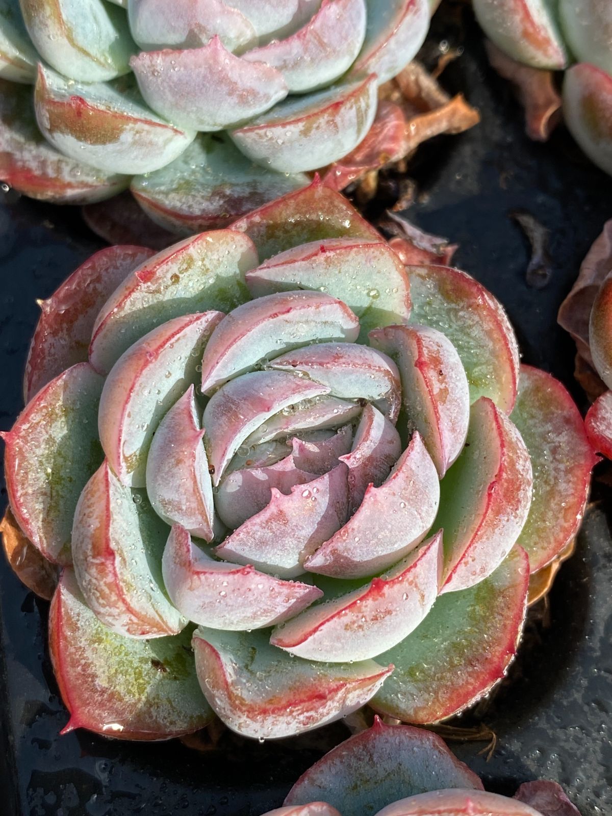 新発売 XP7 イチゴアイス 72苗セット 土と根付き 多肉植物 エケベリア