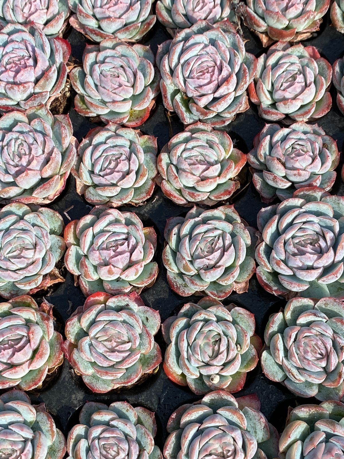 新発売 XP7 イチゴアイス 72苗セット 土と根付き 多肉植物 エケベリア