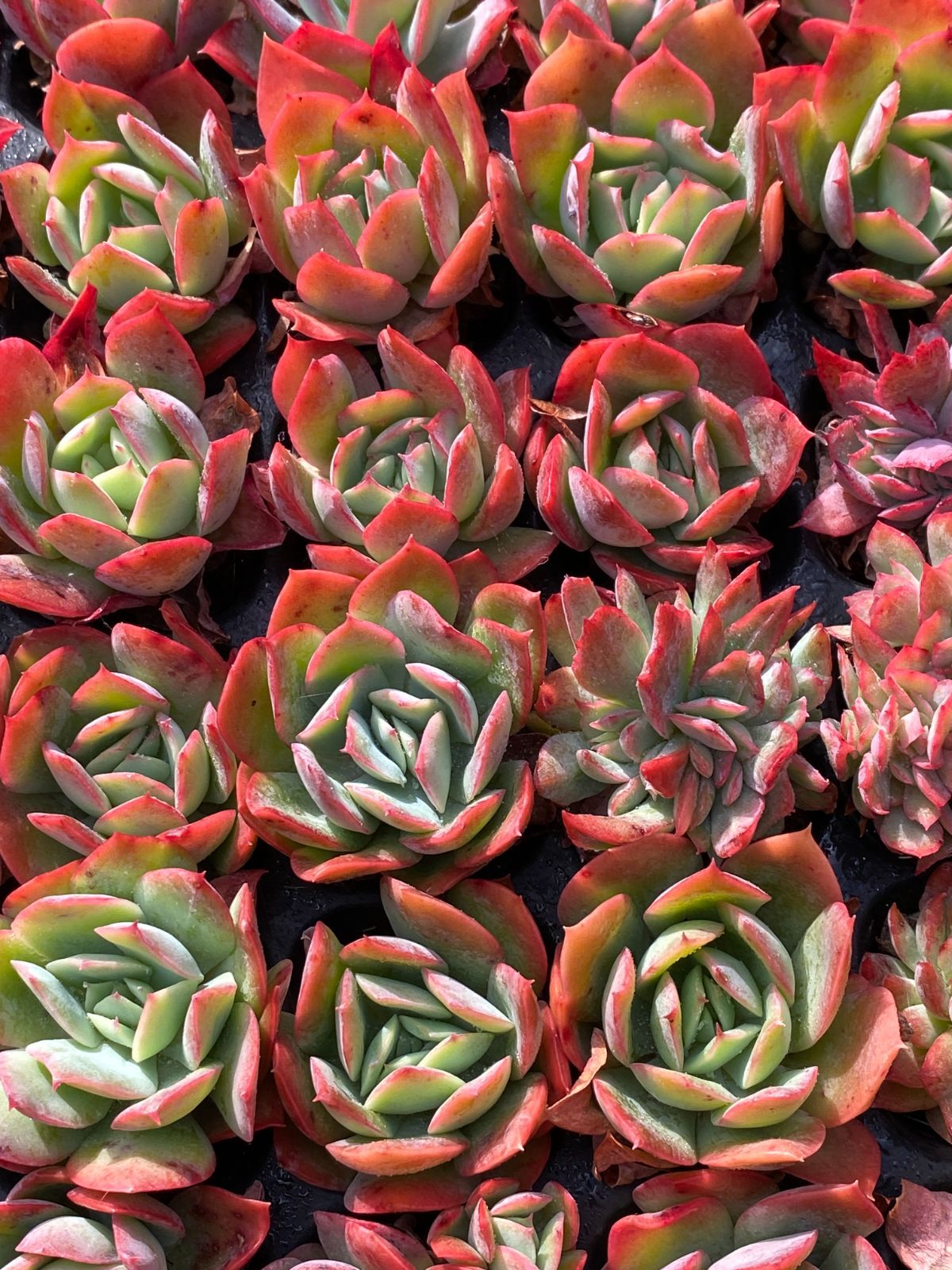 ブラックフライデー限定価格】XP8 カラフル・バラ 72苗セット 土と