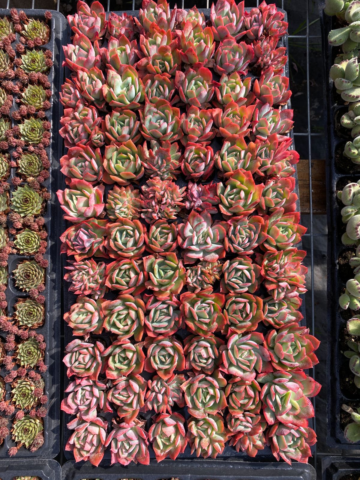 ブラックフライデー限定価格】XP8 カラフル・バラ 72苗セット 土と