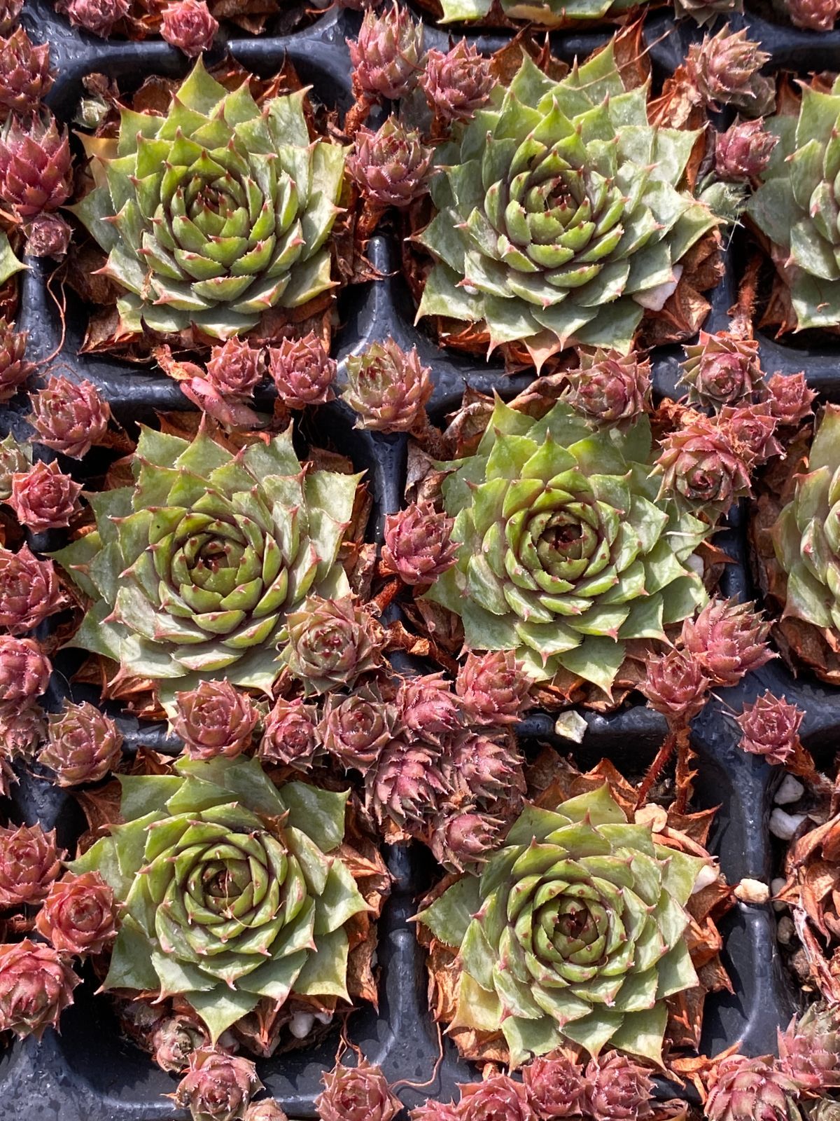 ブラックフライデー限定価格】XP9 ハス・コモチ 72苗セット 土と根付き