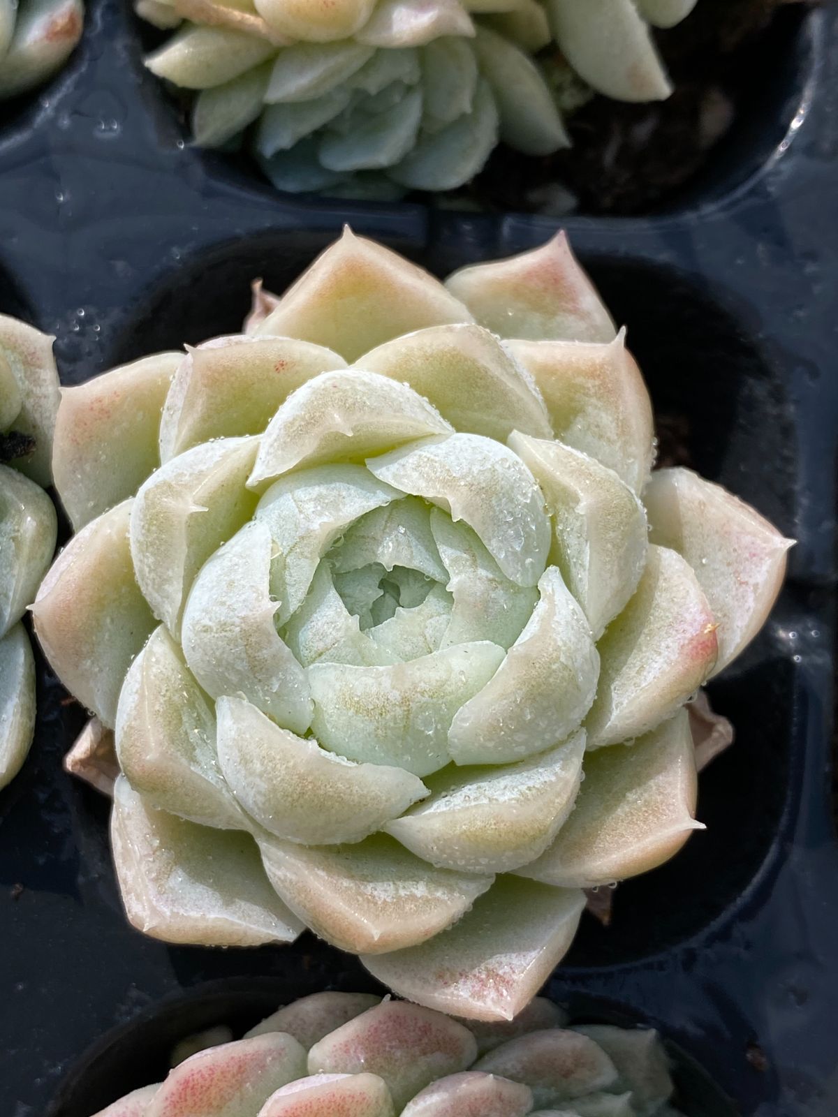 ブラックフライデー限定価格】XP12 白月影 72苗セット 土と根付き 多肉