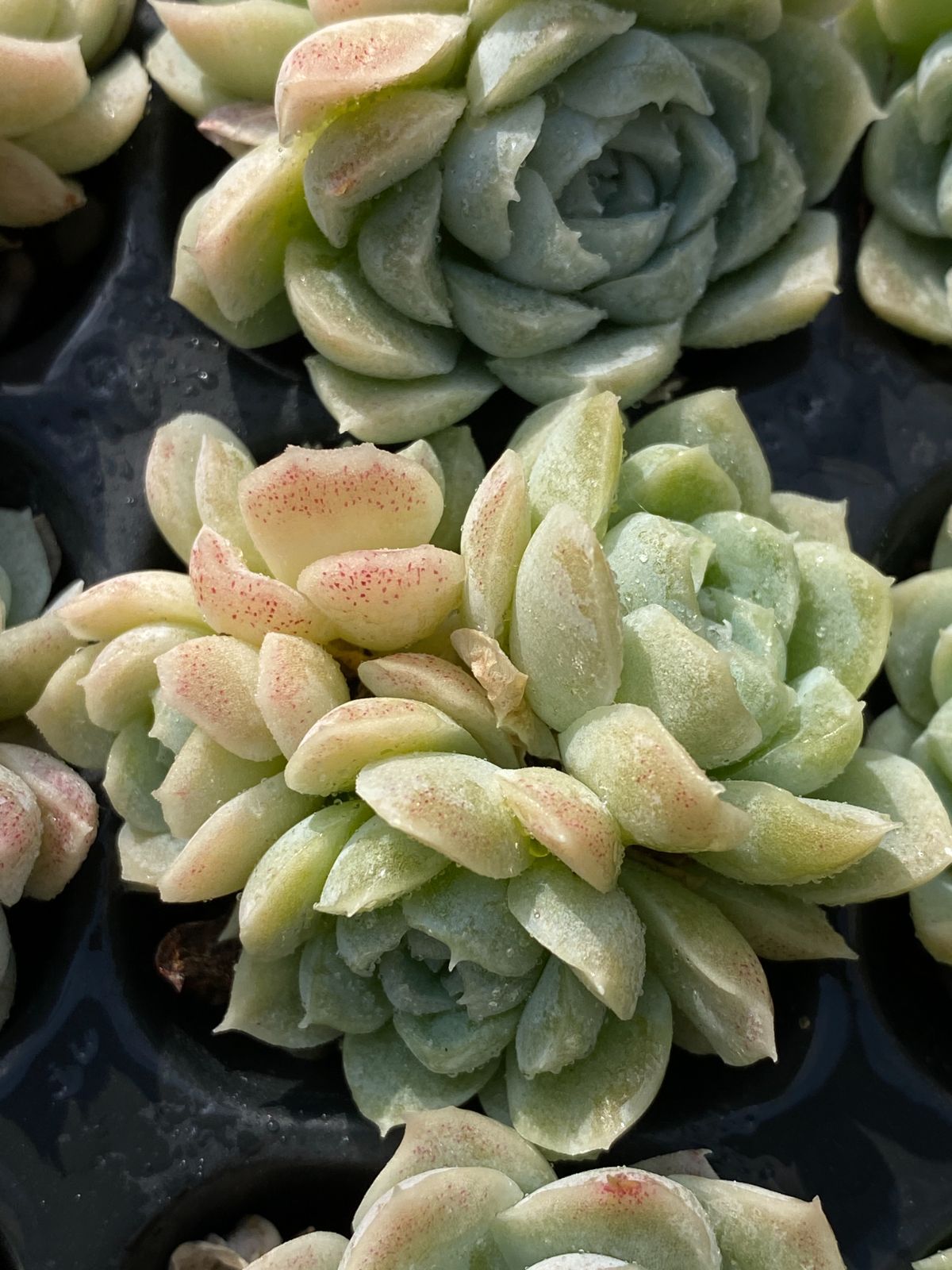 ブラックフライデー限定価格】XP12 白月影 72苗セット 土と根付き 多肉