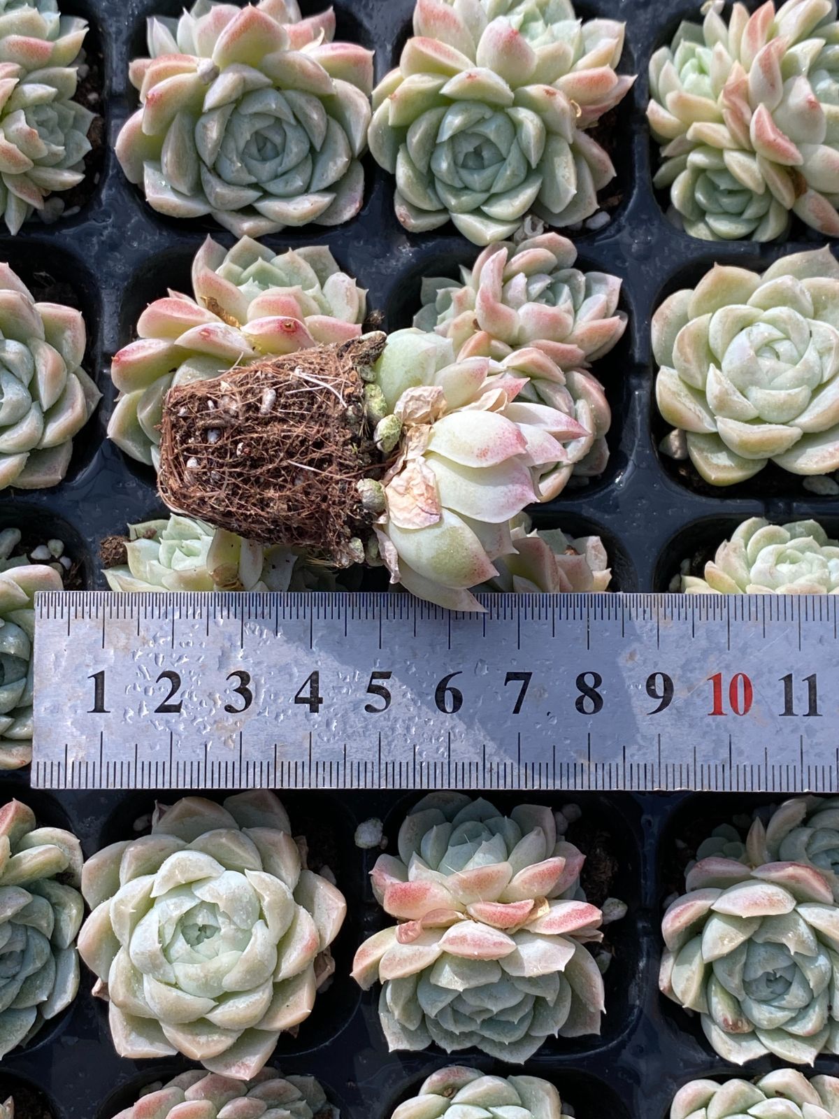 ブラックフライデー限定価格】XP12 白月影 72苗セット 土と根付き 多肉