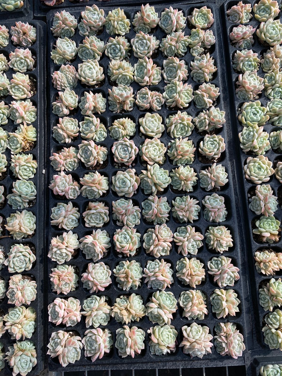 ブラックフライデー限定価格】XP12 白月影 72苗セット 土と根付き 多肉