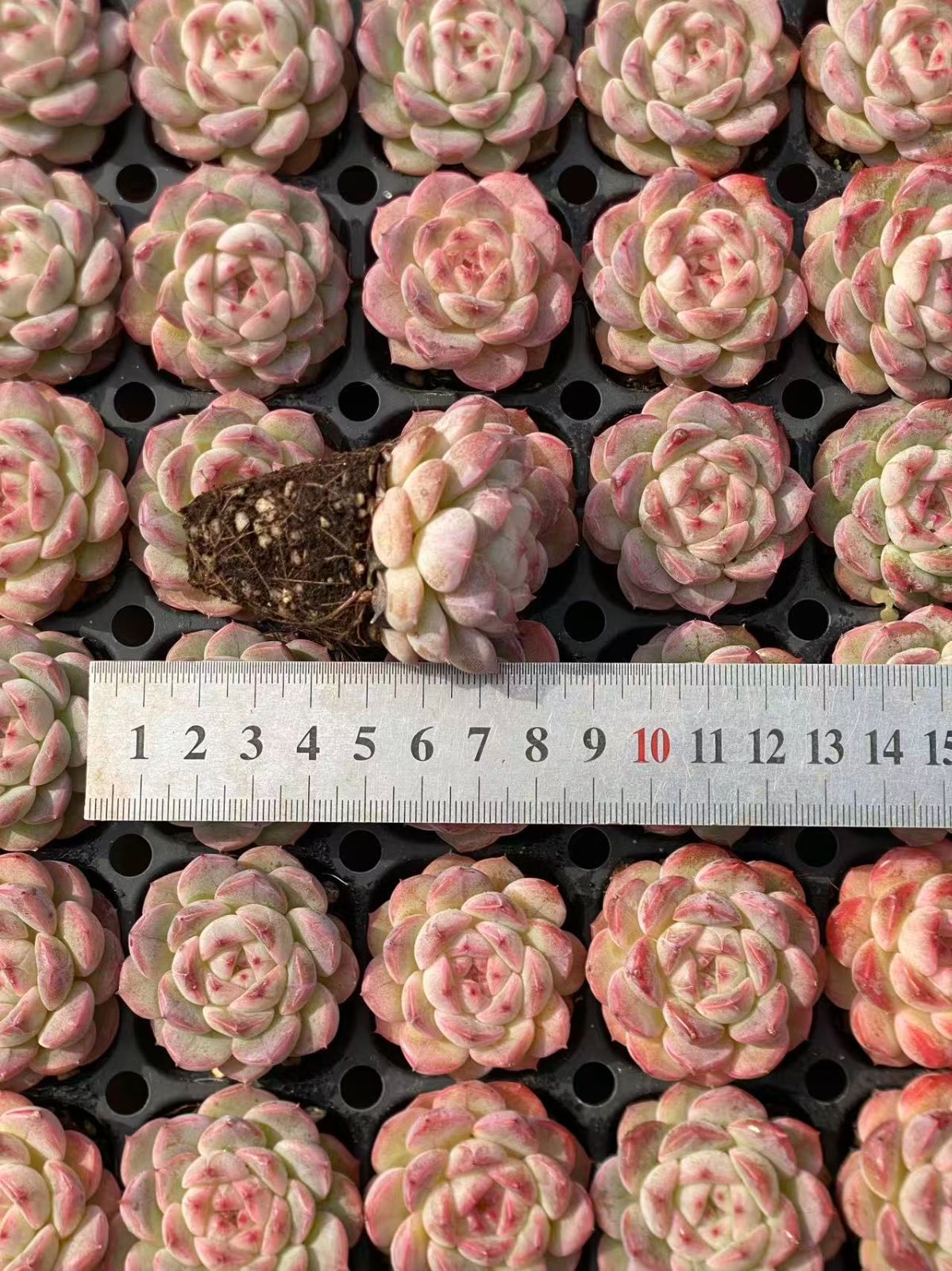 ブラックフライデー限定価格】XP13 ジェニー 72苗セット 土と根付き