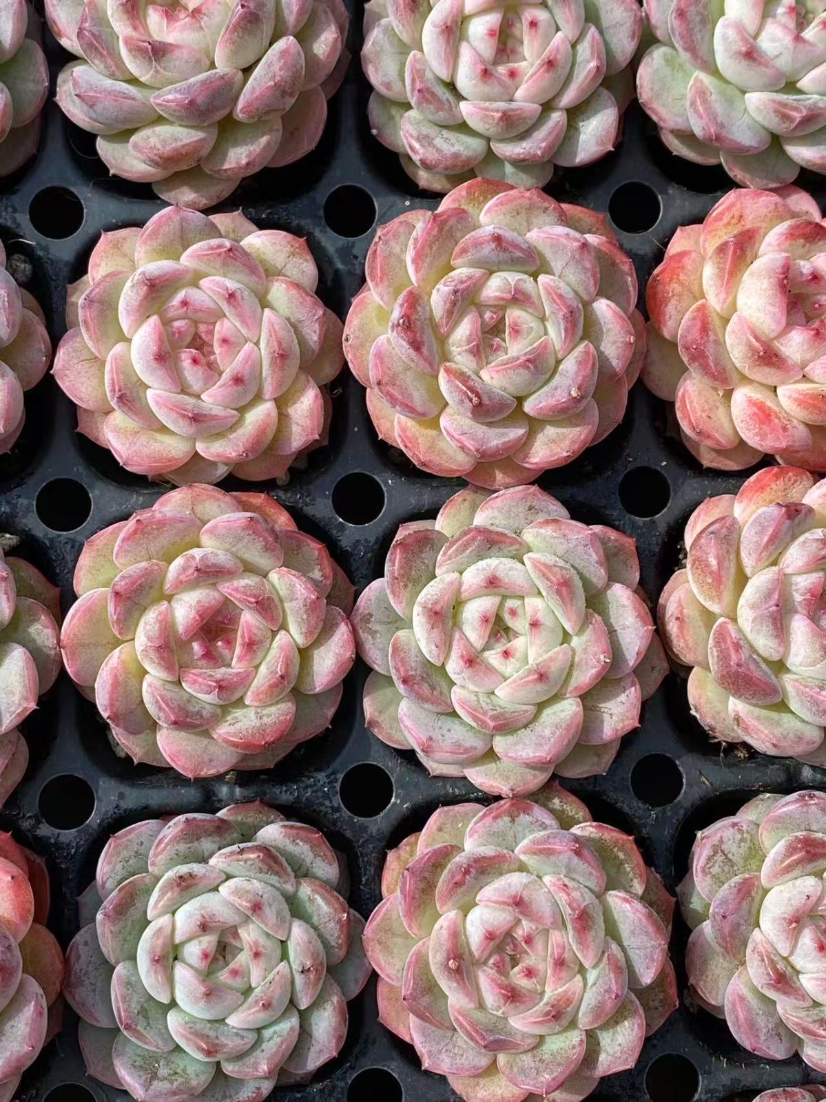 ブラックフライデー限定価格】XP13 ジェニー 72苗セット 土と根付き