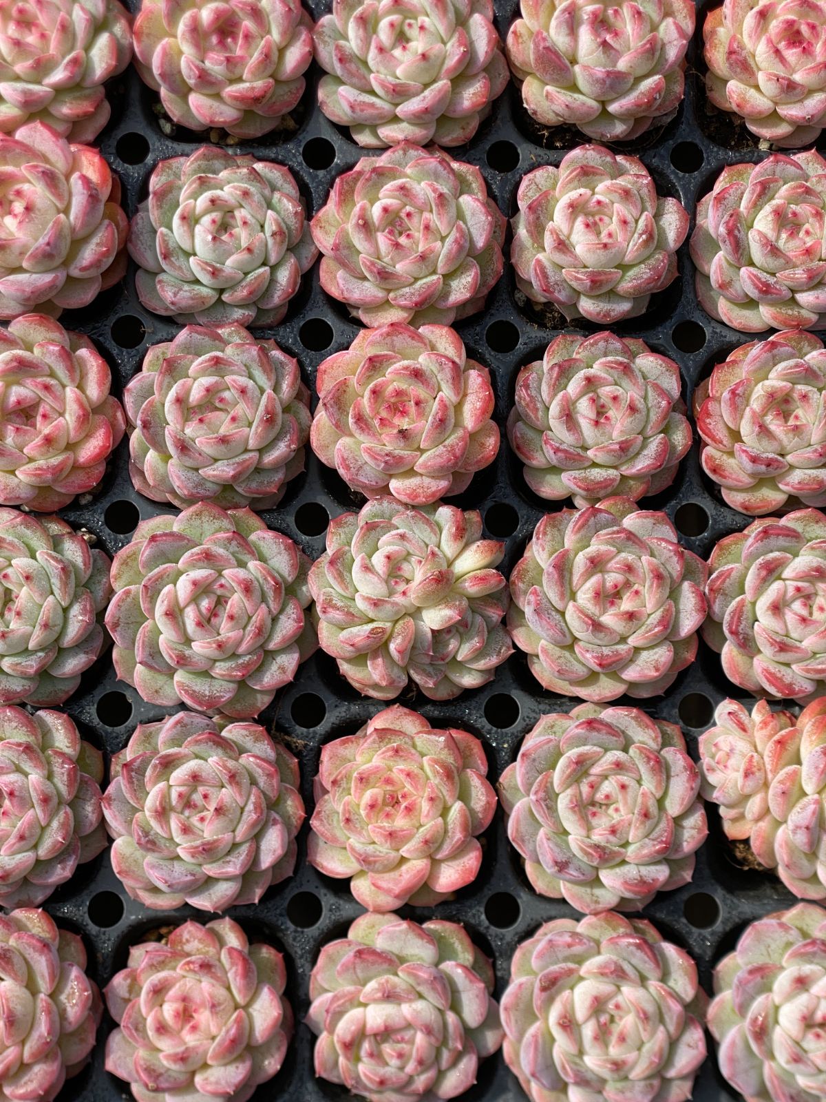 ブラックフライデー限定価格】XP13 ジェニー 72苗セット 土と根付き