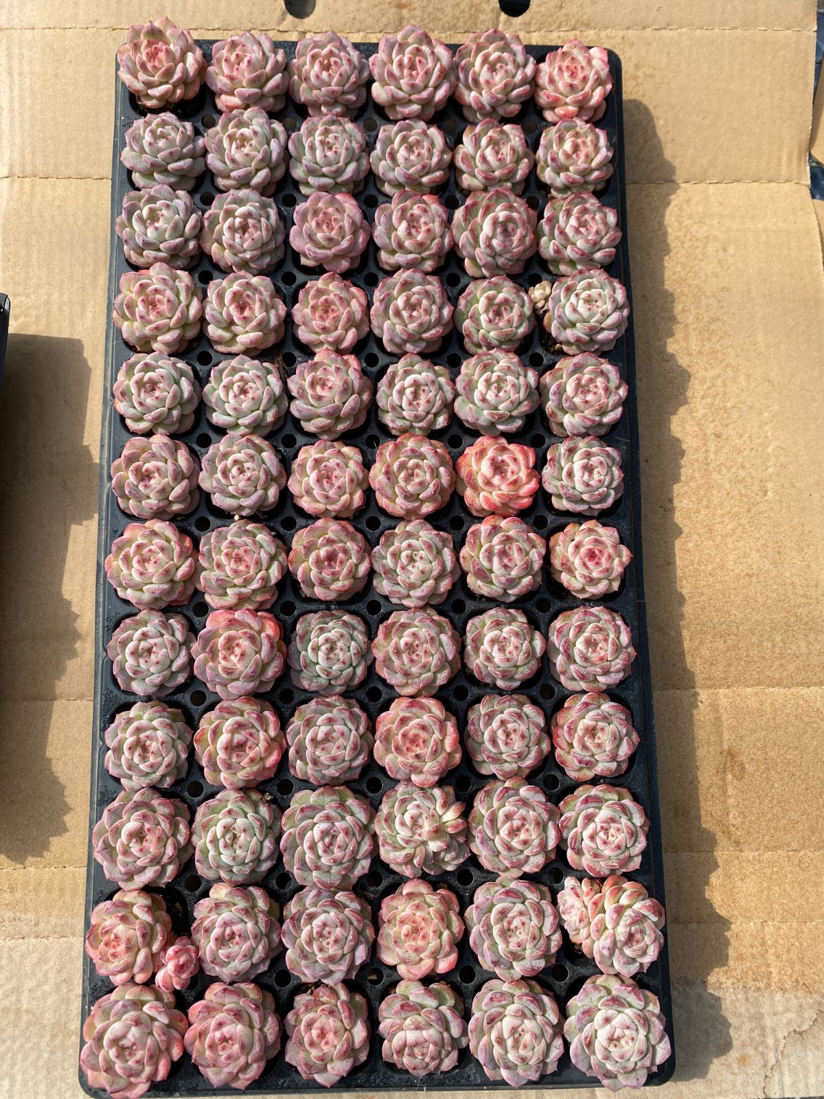 ブラックフライデー限定価格】XP13 ジェニー 72苗セット 土と根付き