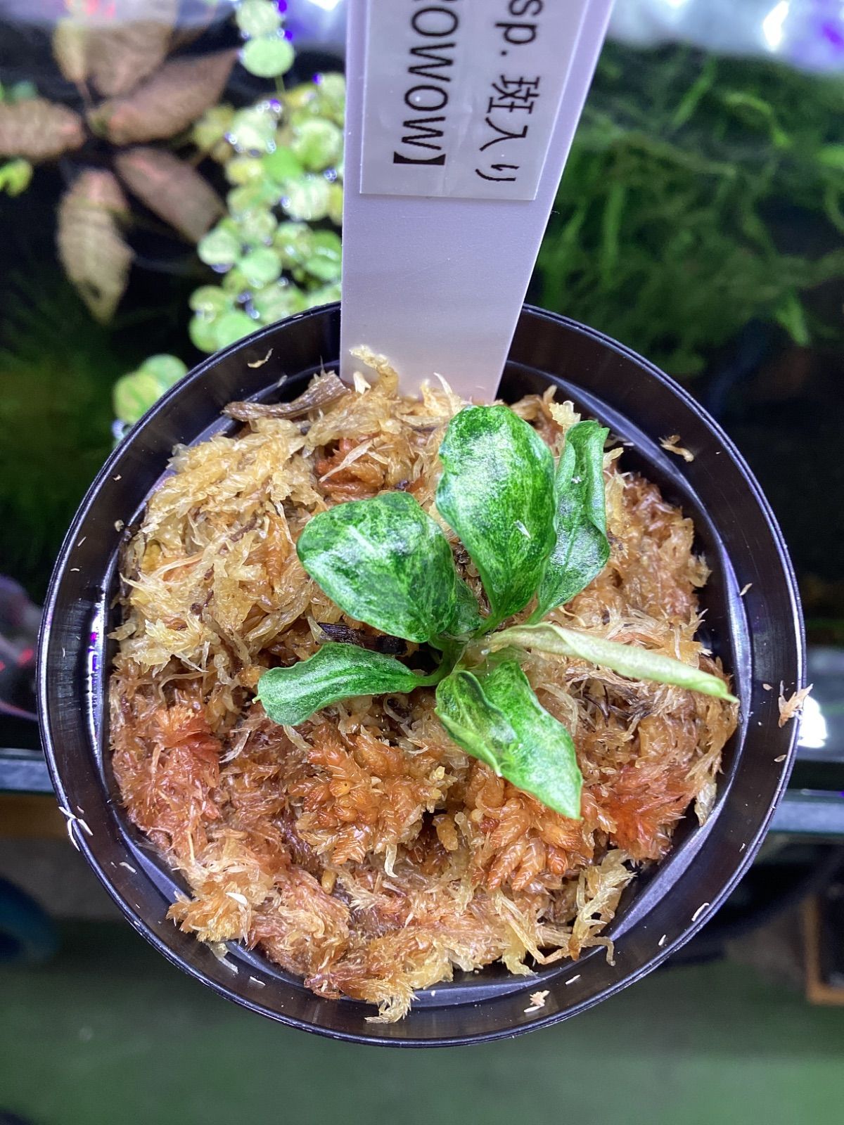 ブセファランドラ sp. 斑入り “マーブル” 【GROWOW】 - メルカリ